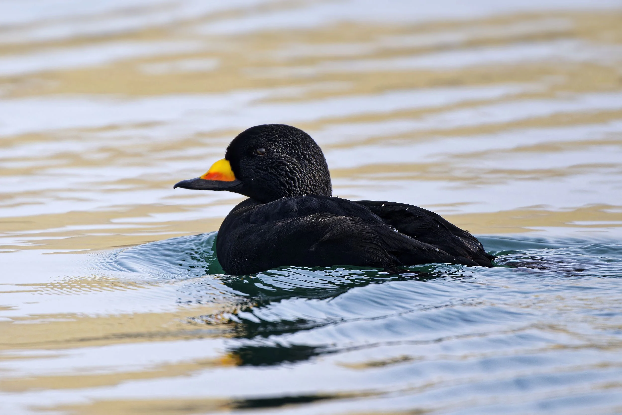 _DSC3879black scotter2_01.jpg
