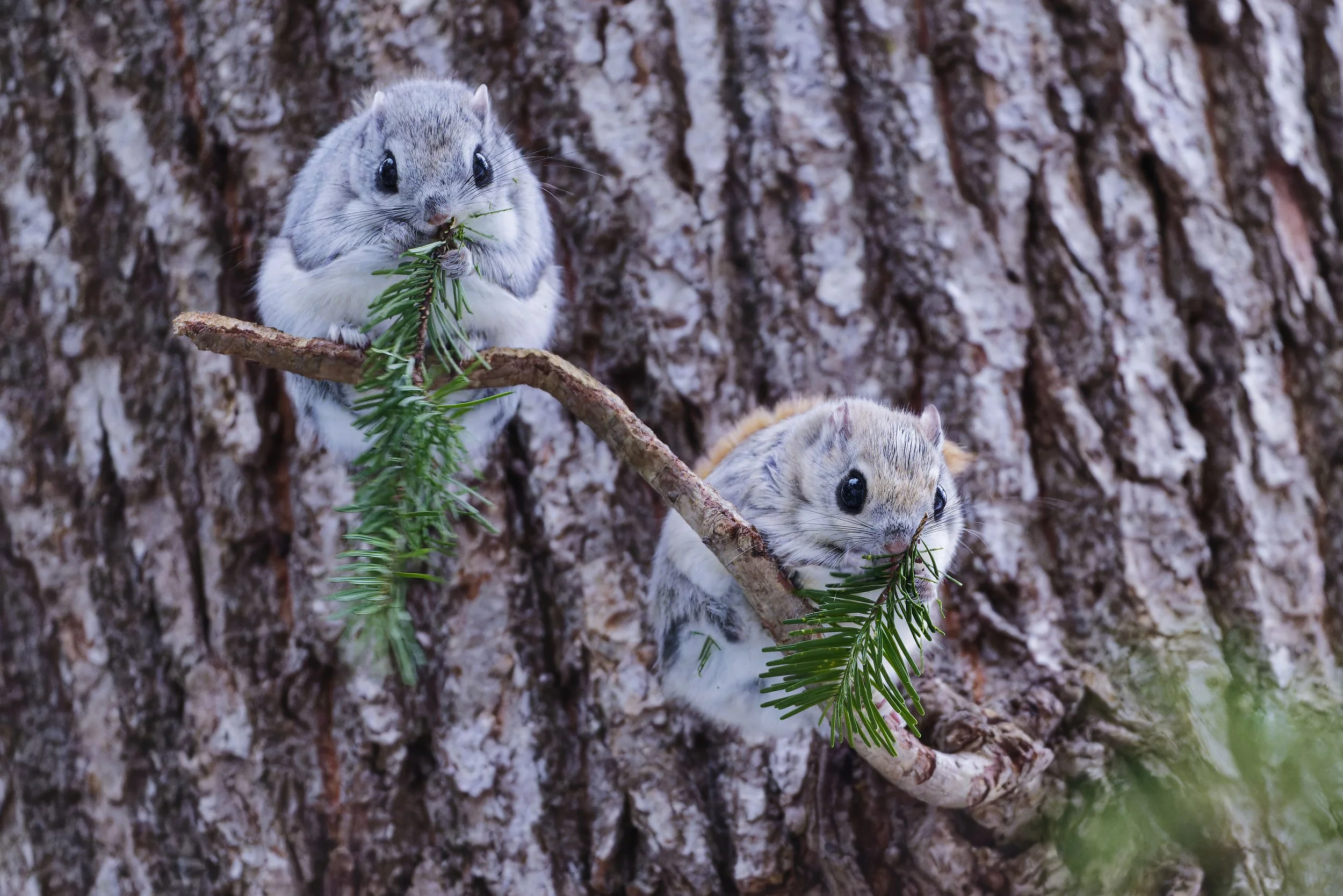 _DSC4327ezo momonga.jpg