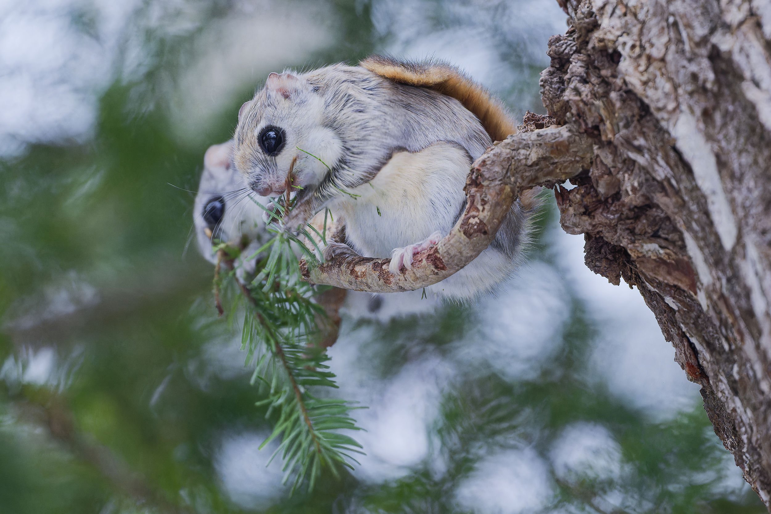 _DSC4378siberian flying squirrel2.jpg