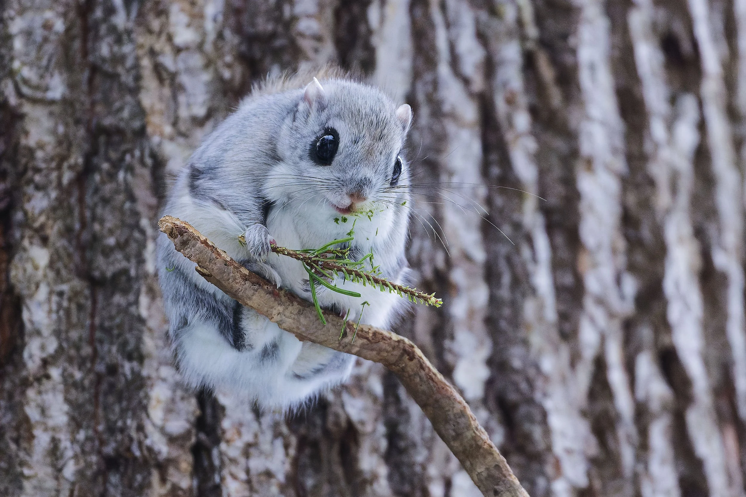 _DSC4423siberian flying squirrel.jpg