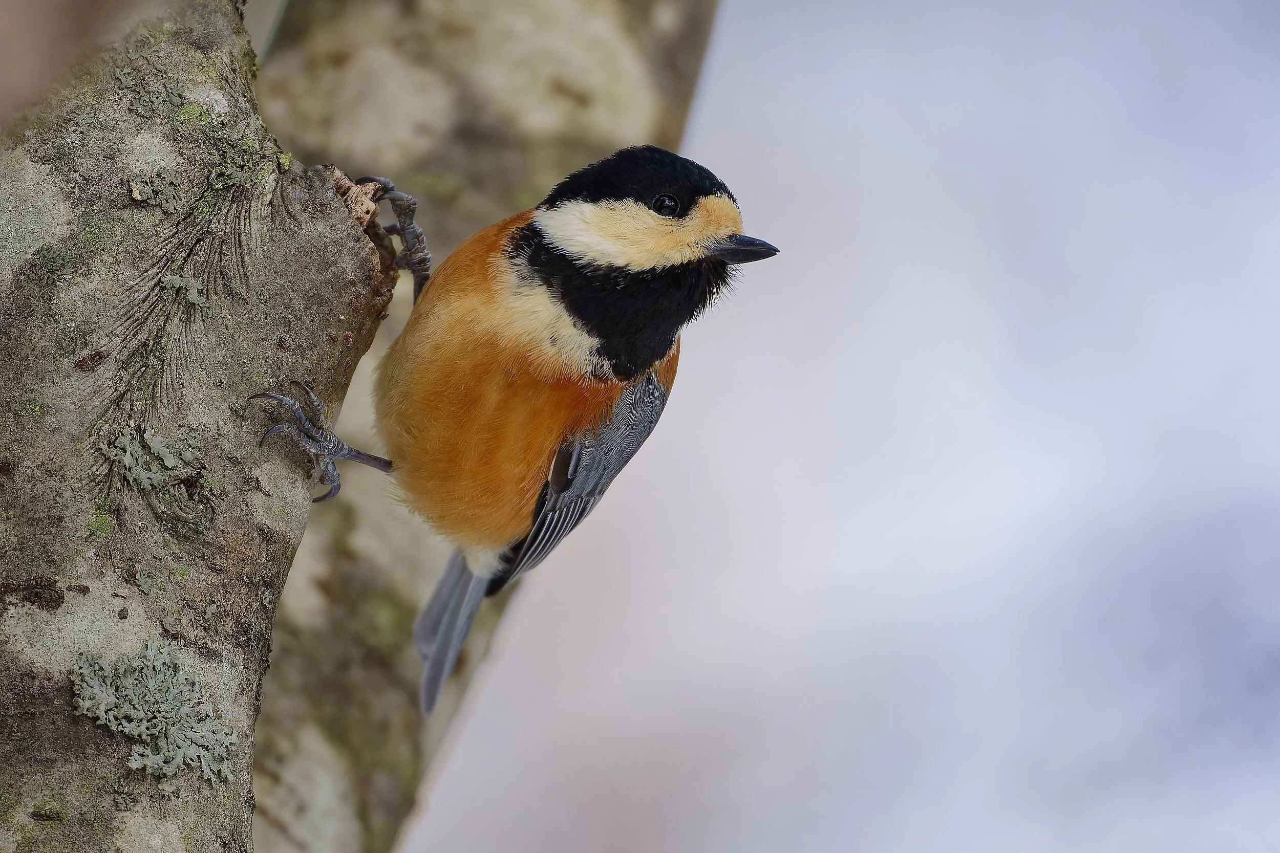_DSC4896varied tit.jpg