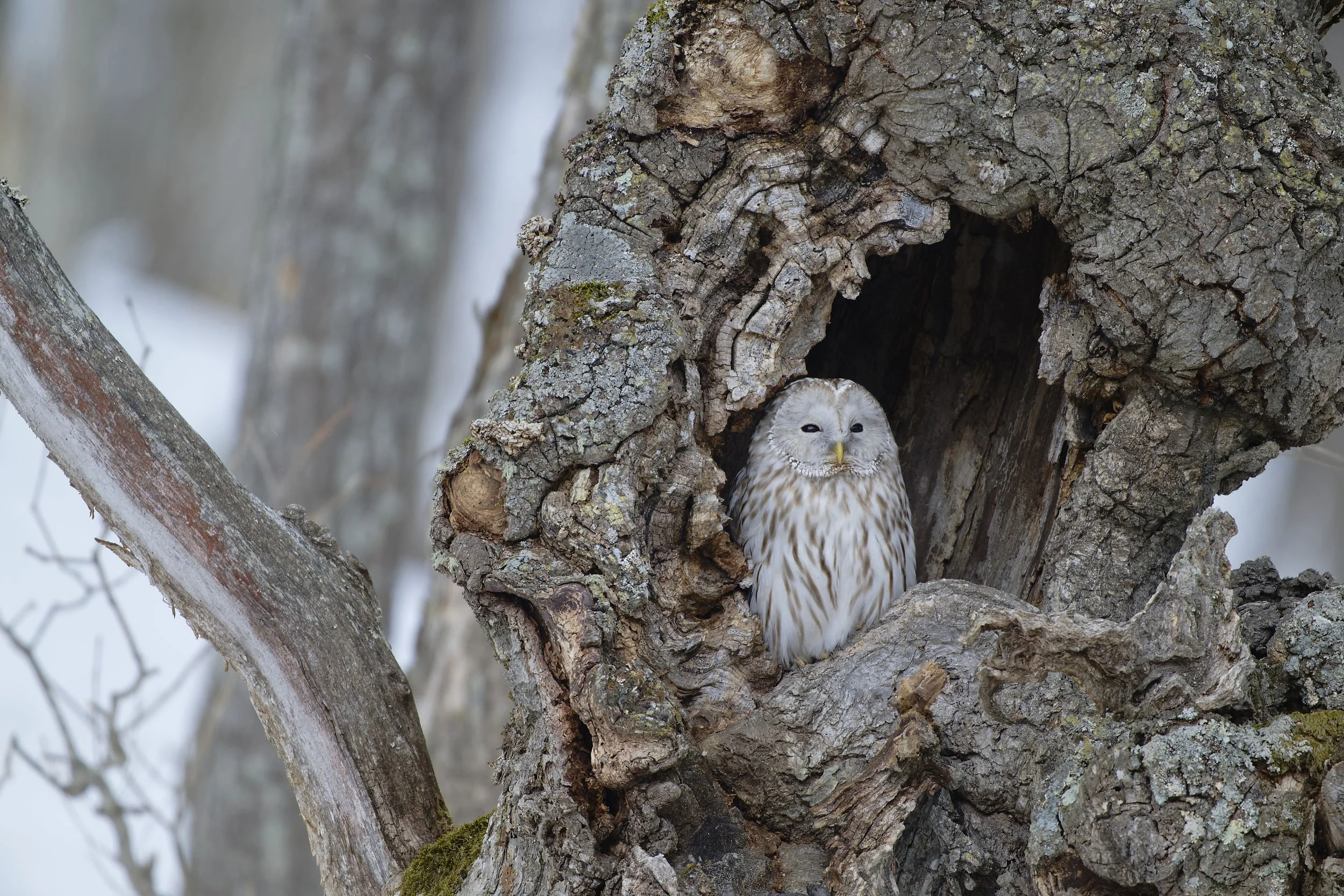 _DSC5636ural owl2_01_02.jpg