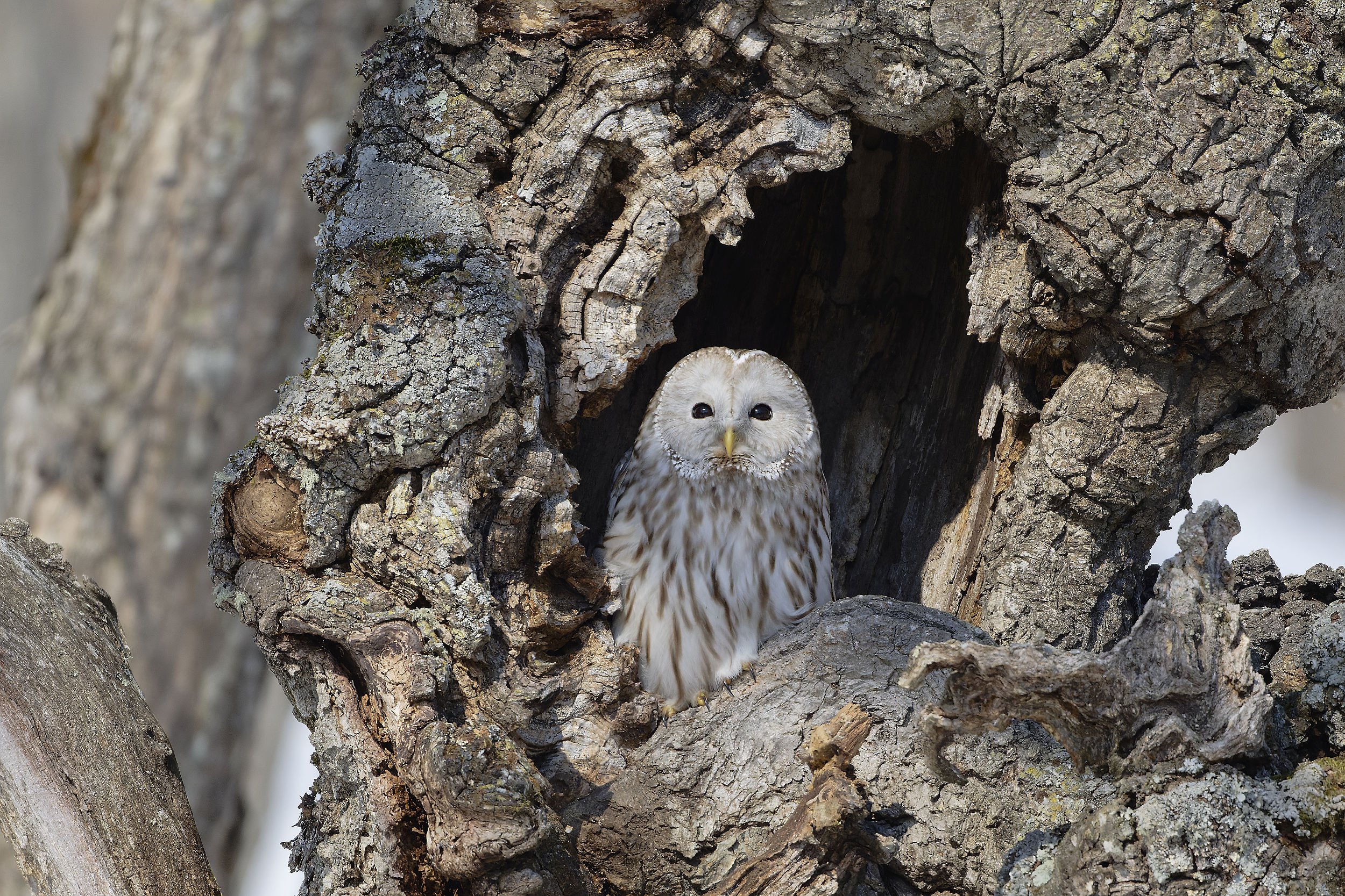 _DSC5740ural owl4_01.jpg