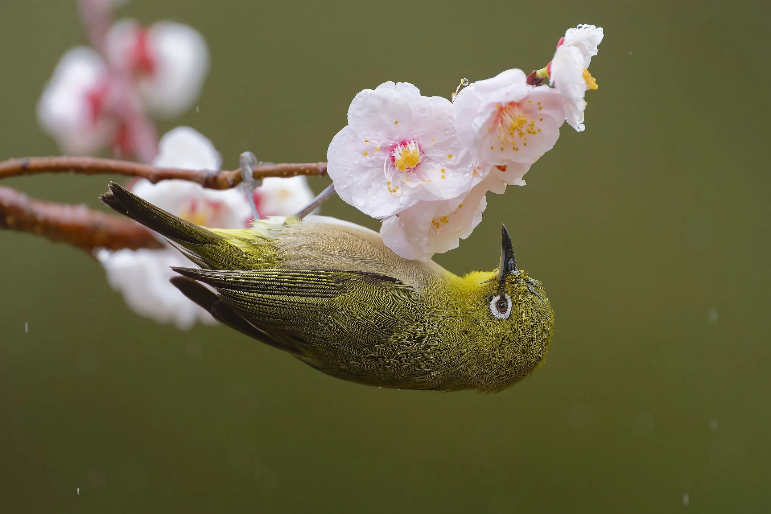 _DSC5993white-eye.jpg