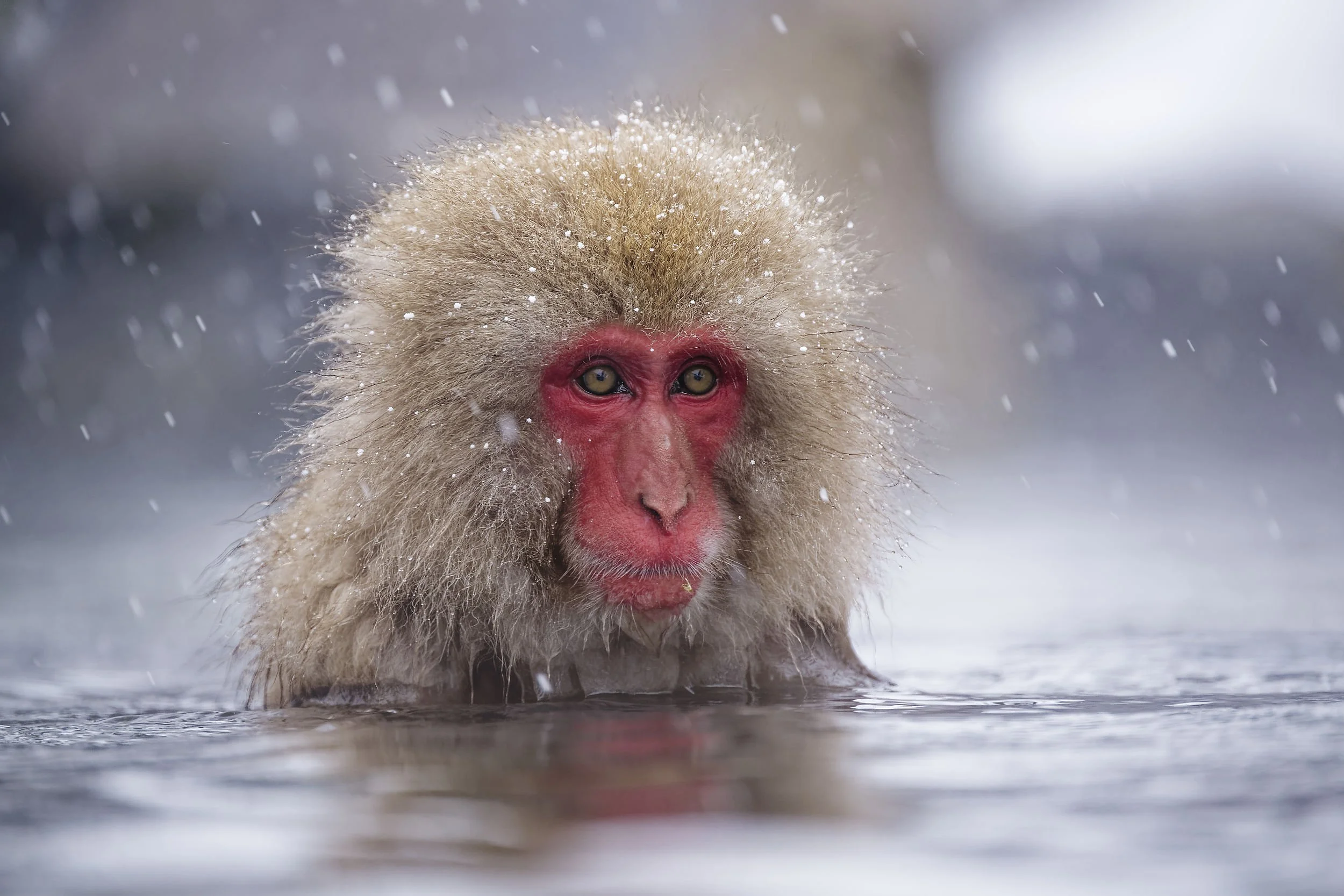 _DSC6896snow monkey portrait.jpg