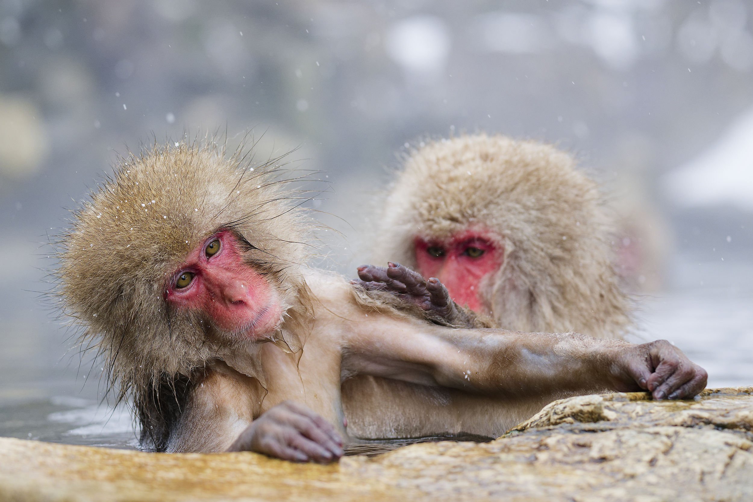 _DSC7458snow monkey toilet.jpg