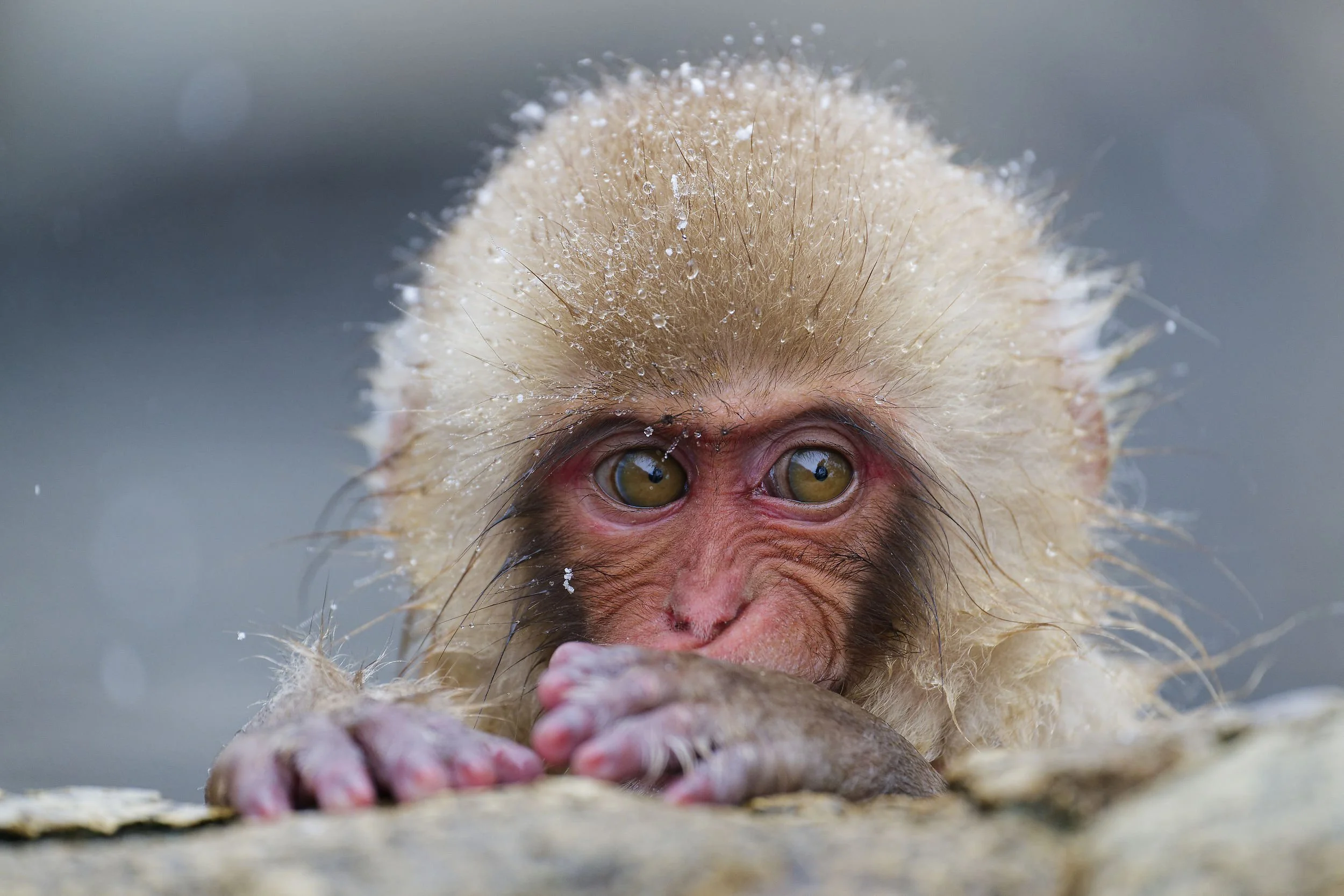 _DSC7606snow monkey babe.jpg