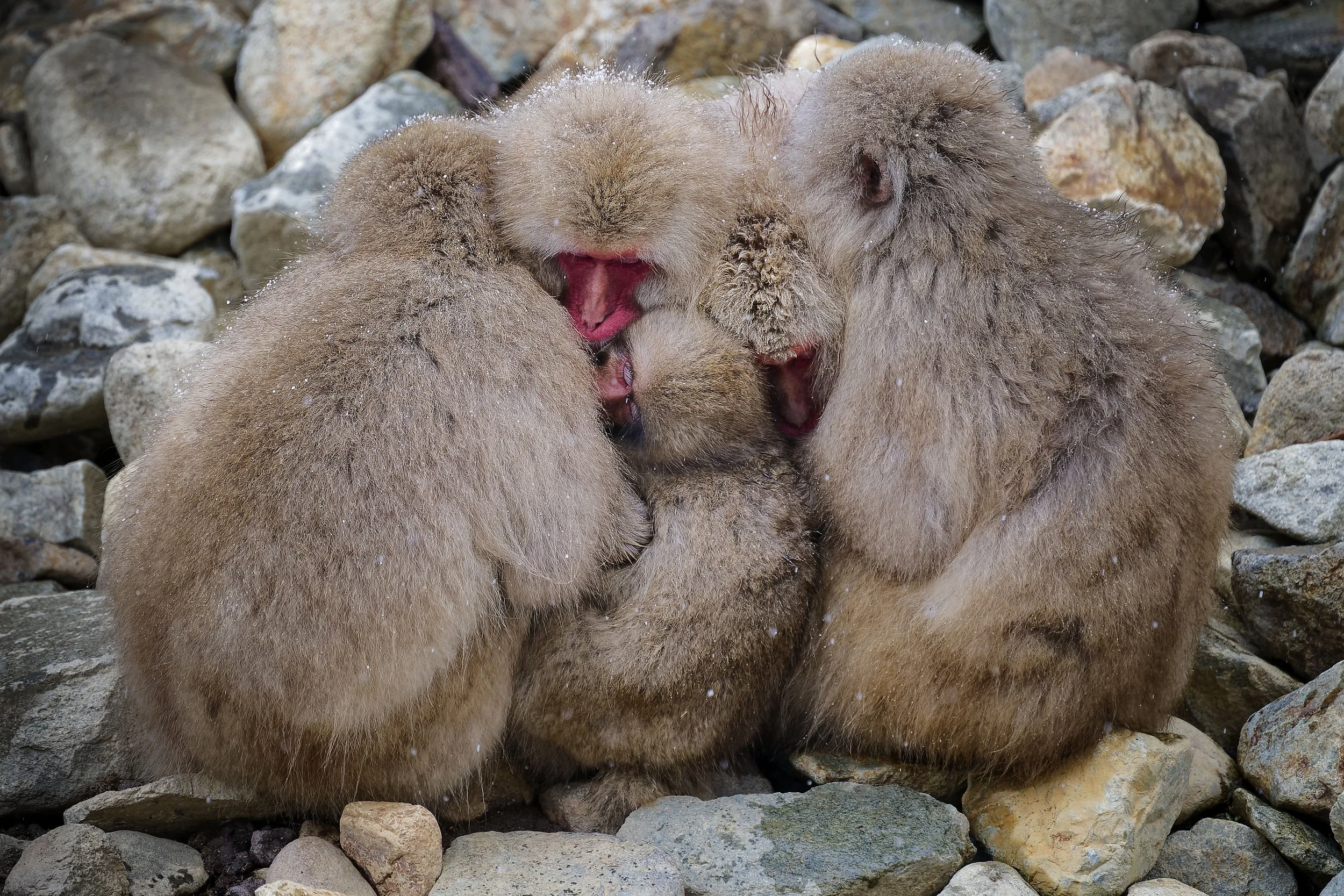 _DSC7716snow monkey group.jpg