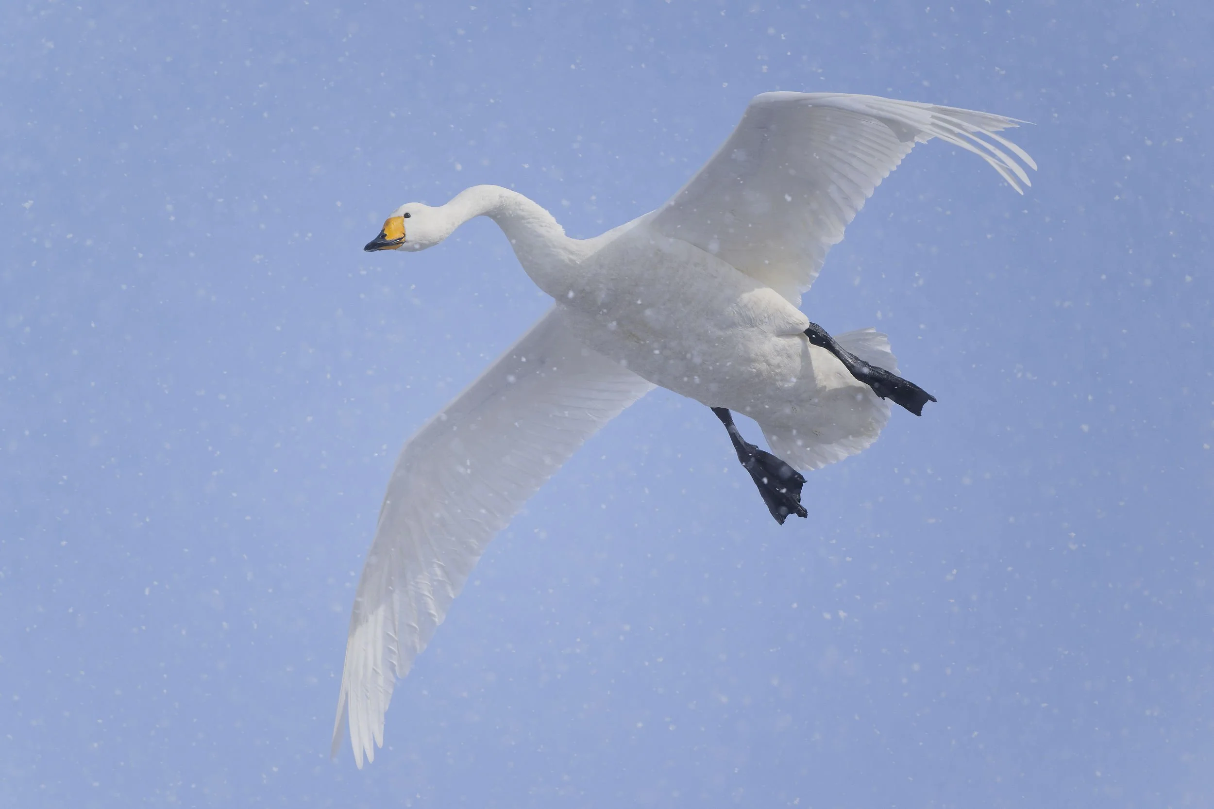 _DSC9326whooper swan flying_01.jpg