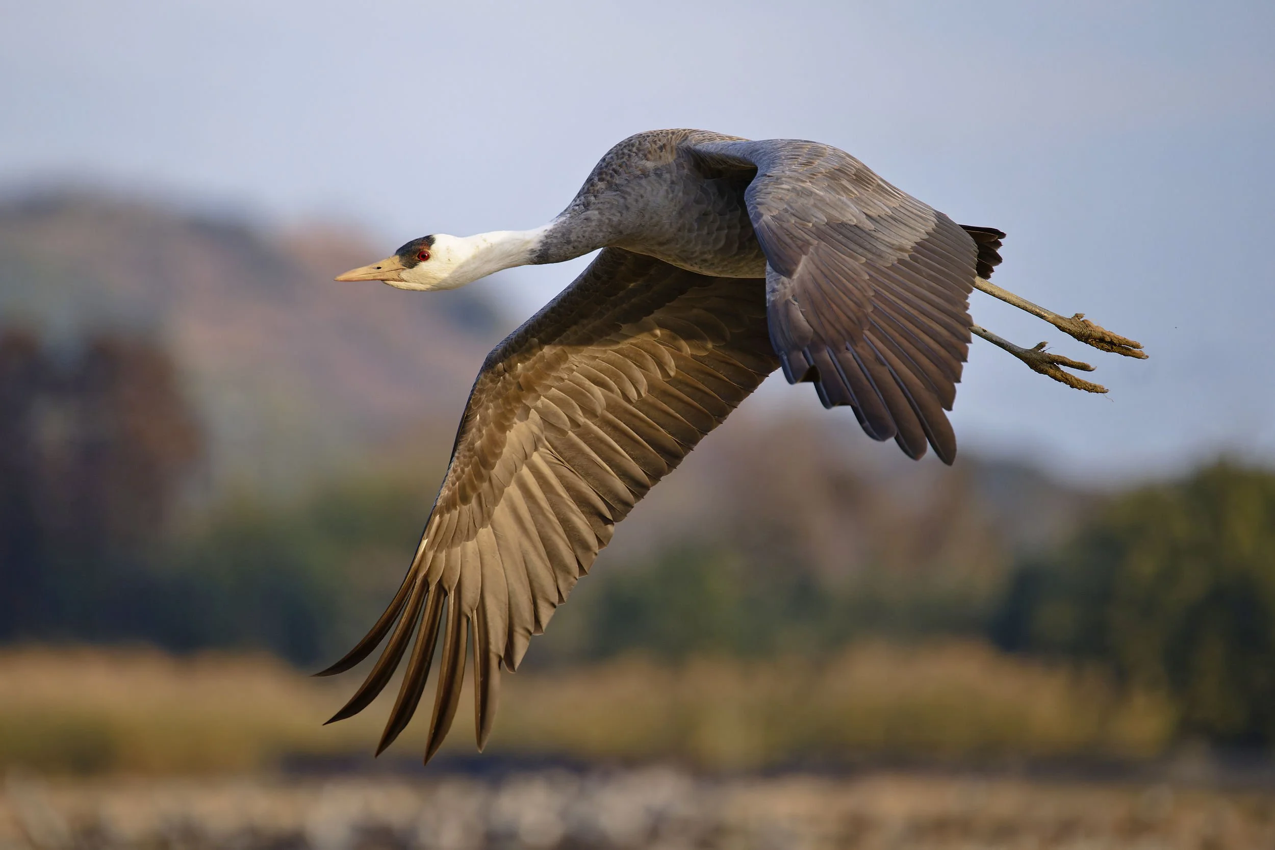 _DSC9332hooded crane3_01_01.jpg