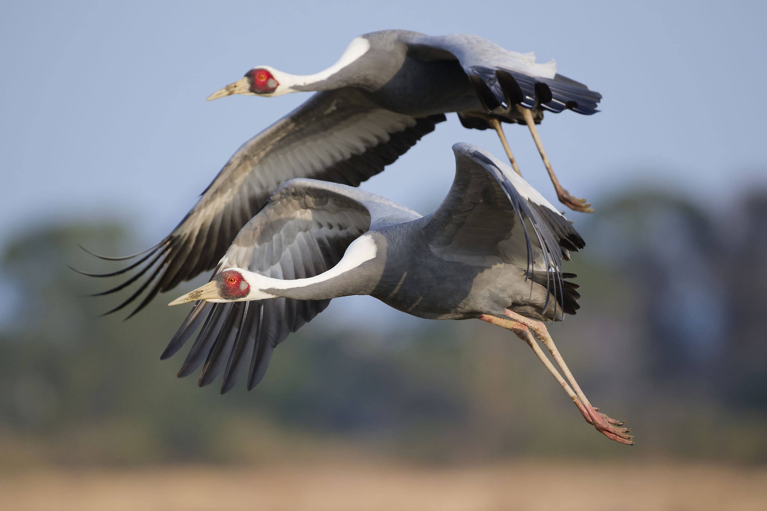 _DSC9700white naped crane_01.jpg
