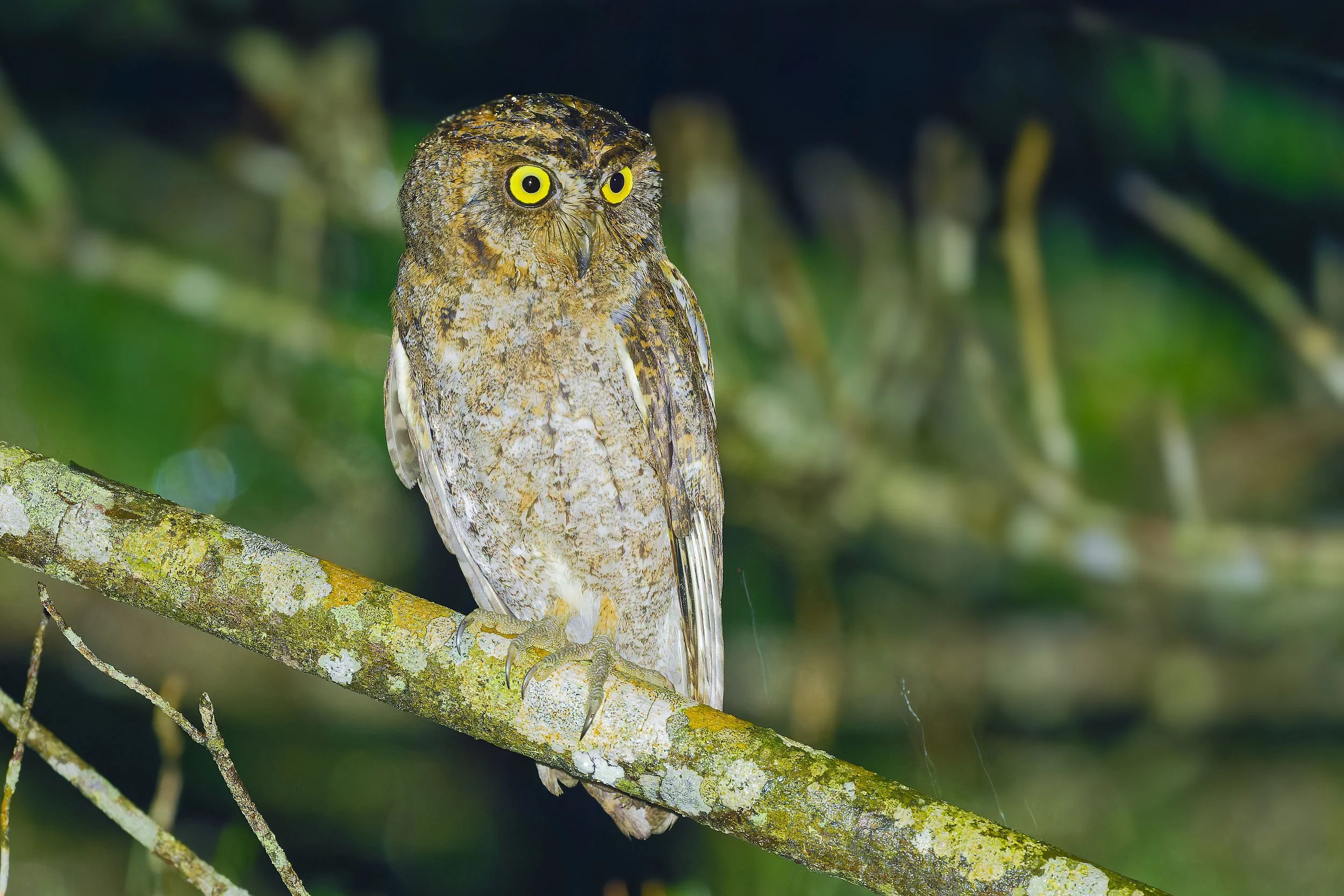_DSC9903riuku scop owl.jpg