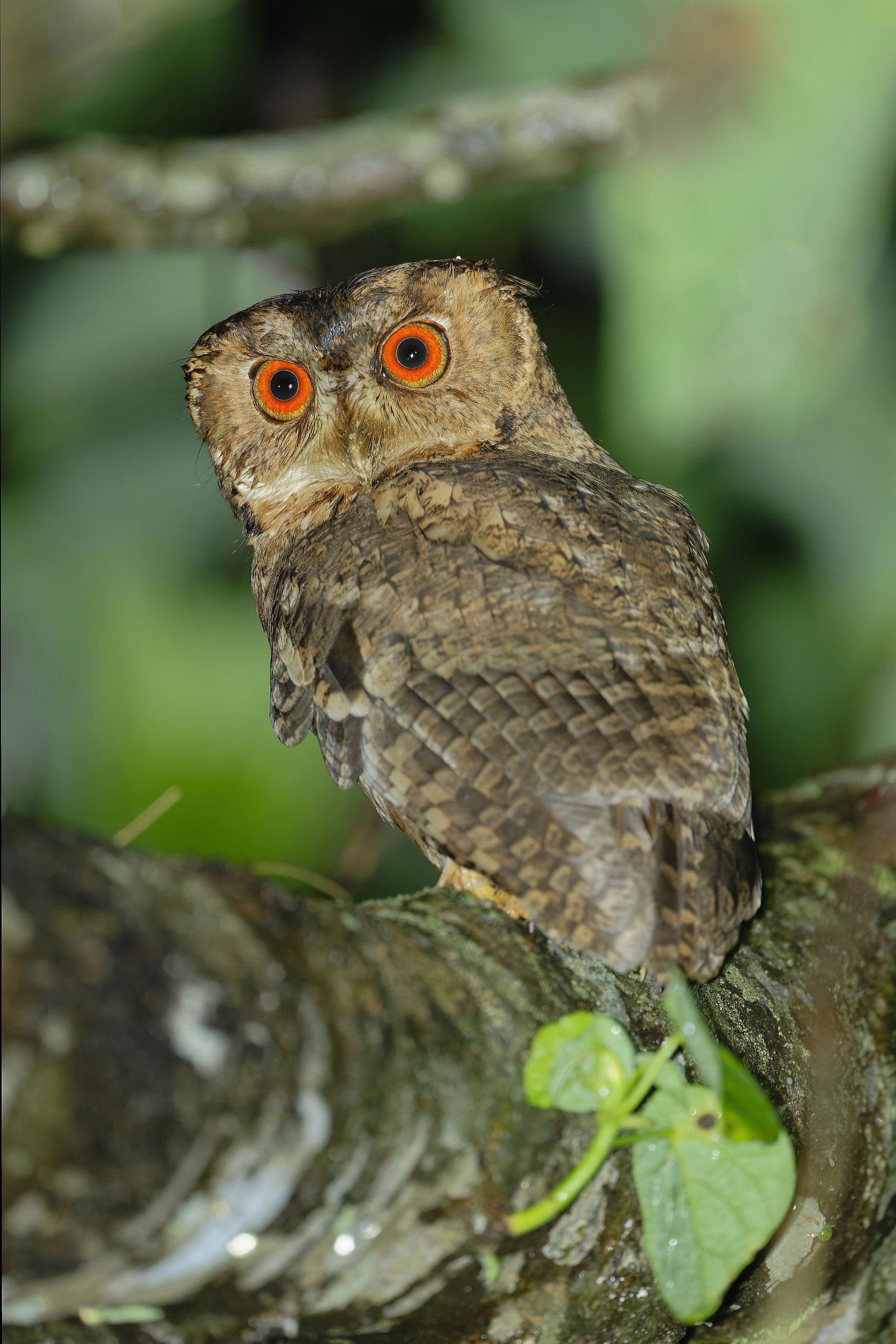 _DSC9948japanese scope owl2_01.jpg