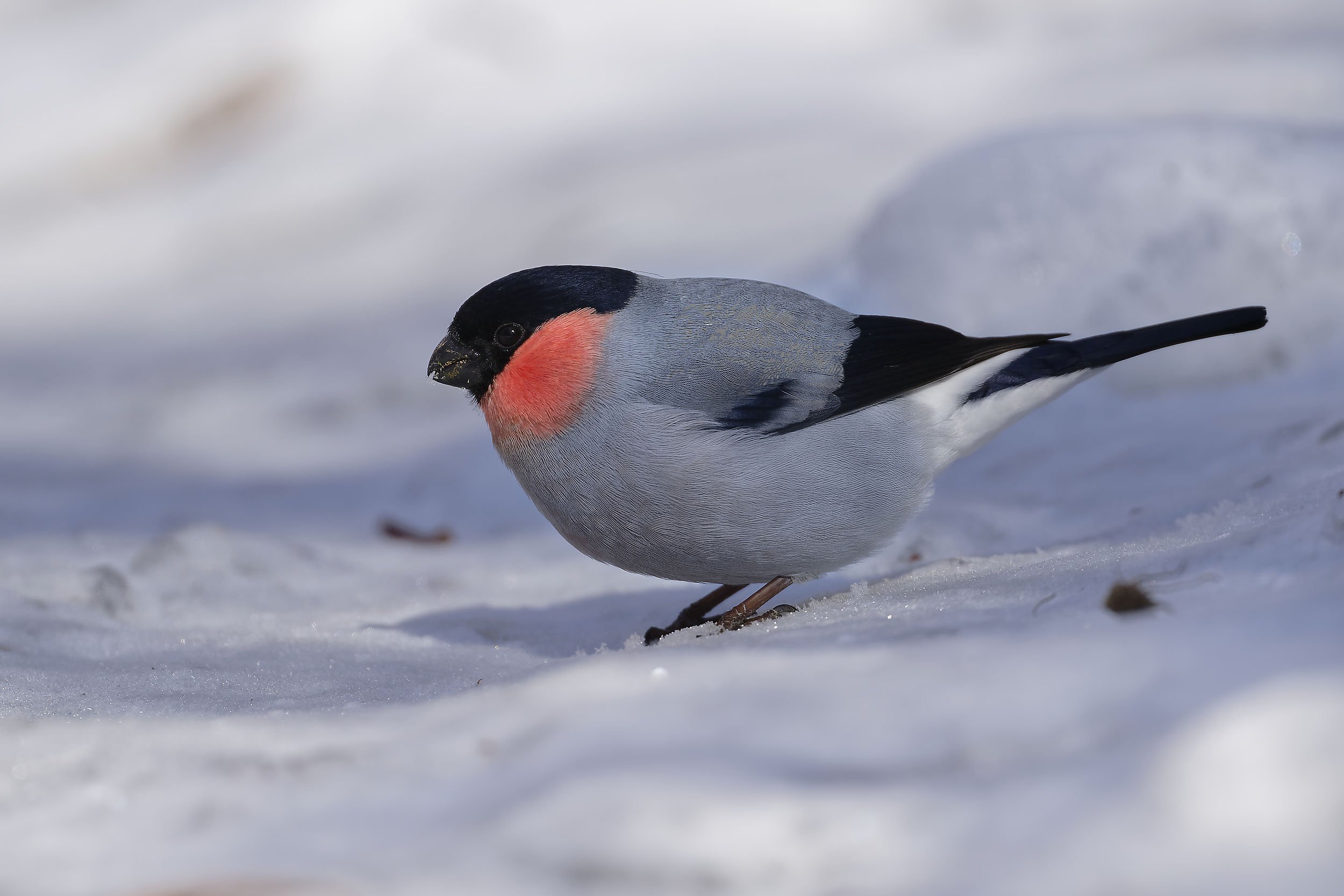 _DSC5490japanese bullfinch.jpg