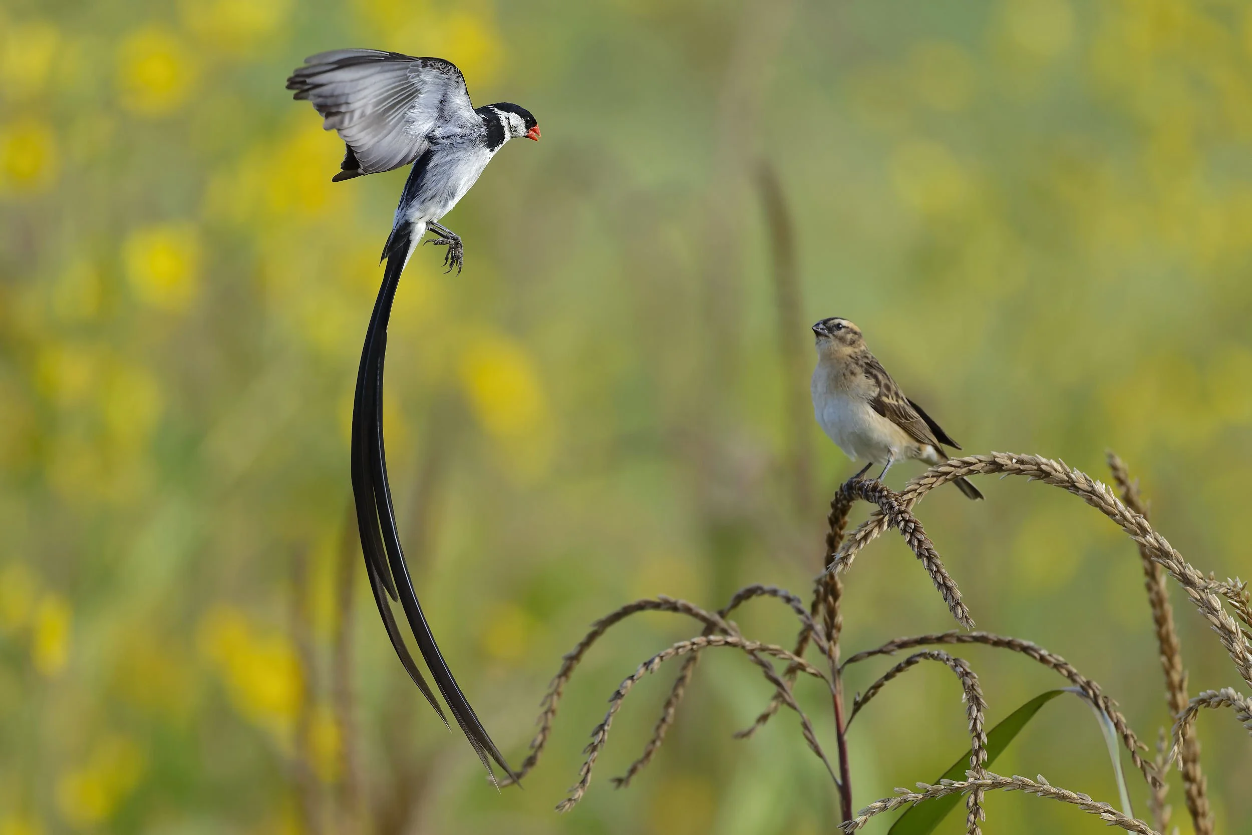 _DSC8912pin tailed whydahlong tailed sliky flycatcher.jpg