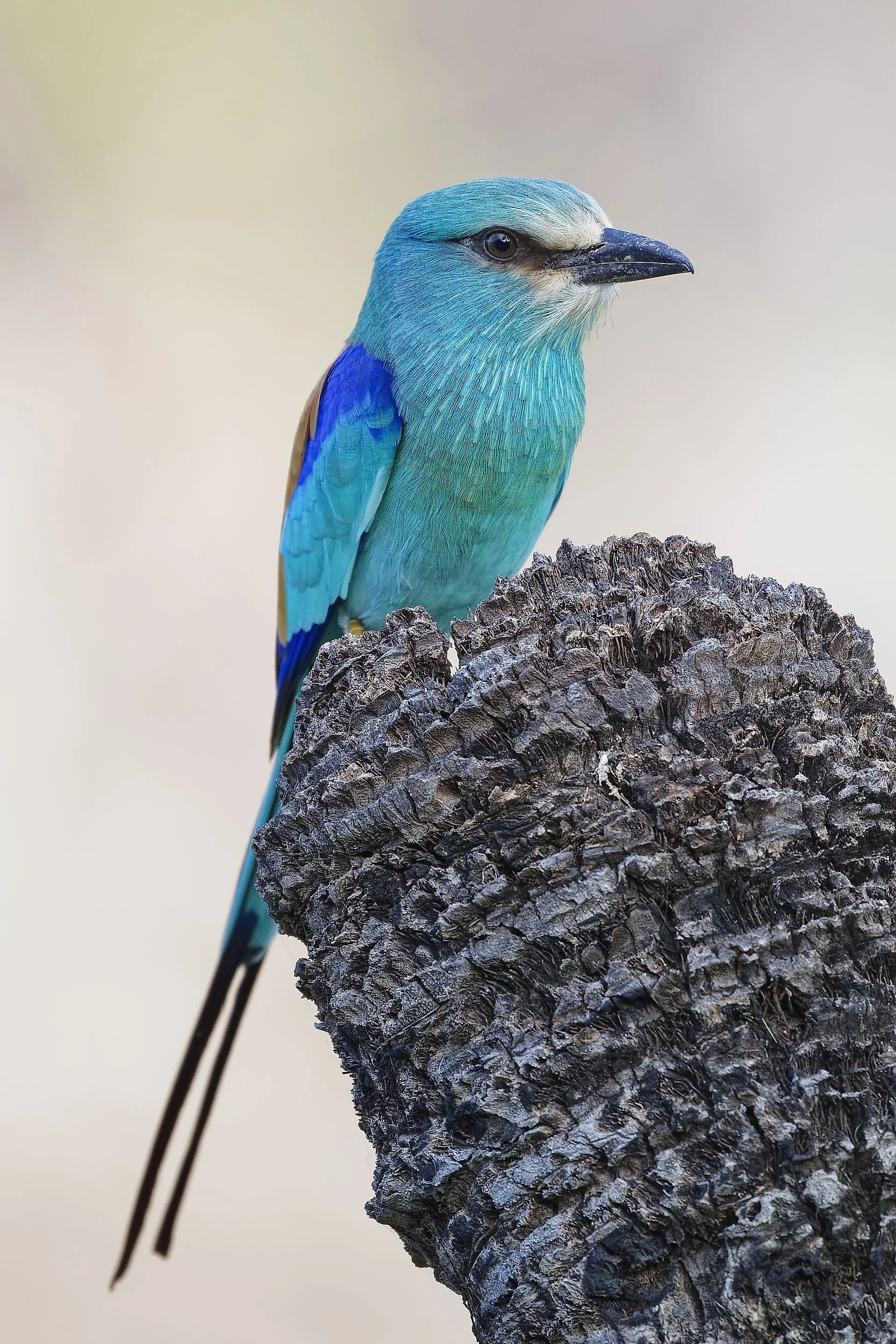 _DSC5168abyssinian roller2long tailed sliky flycatcher.jpg