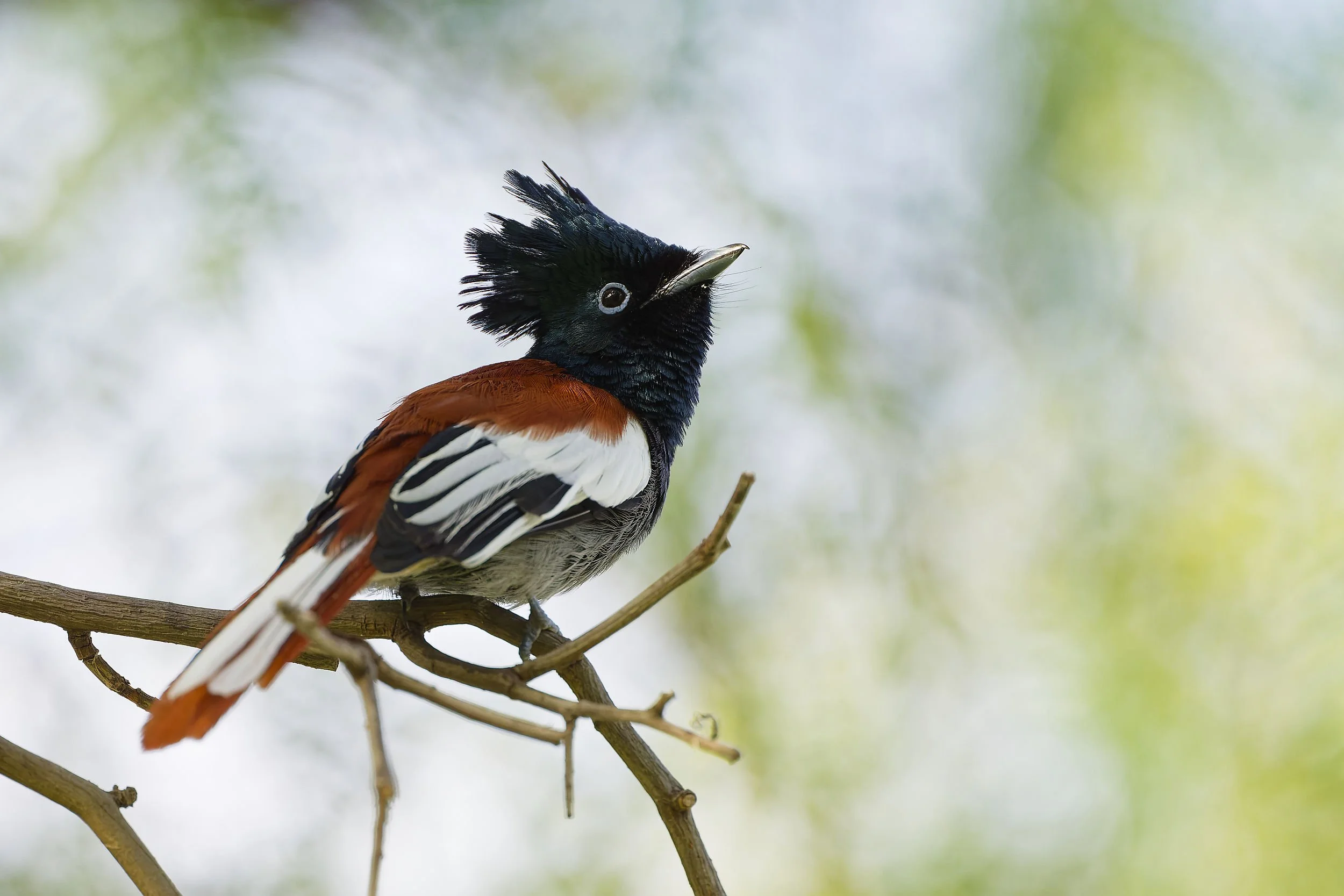 _DSC1327paradise flycatcherlong tailed sliky flycatcher.jpg