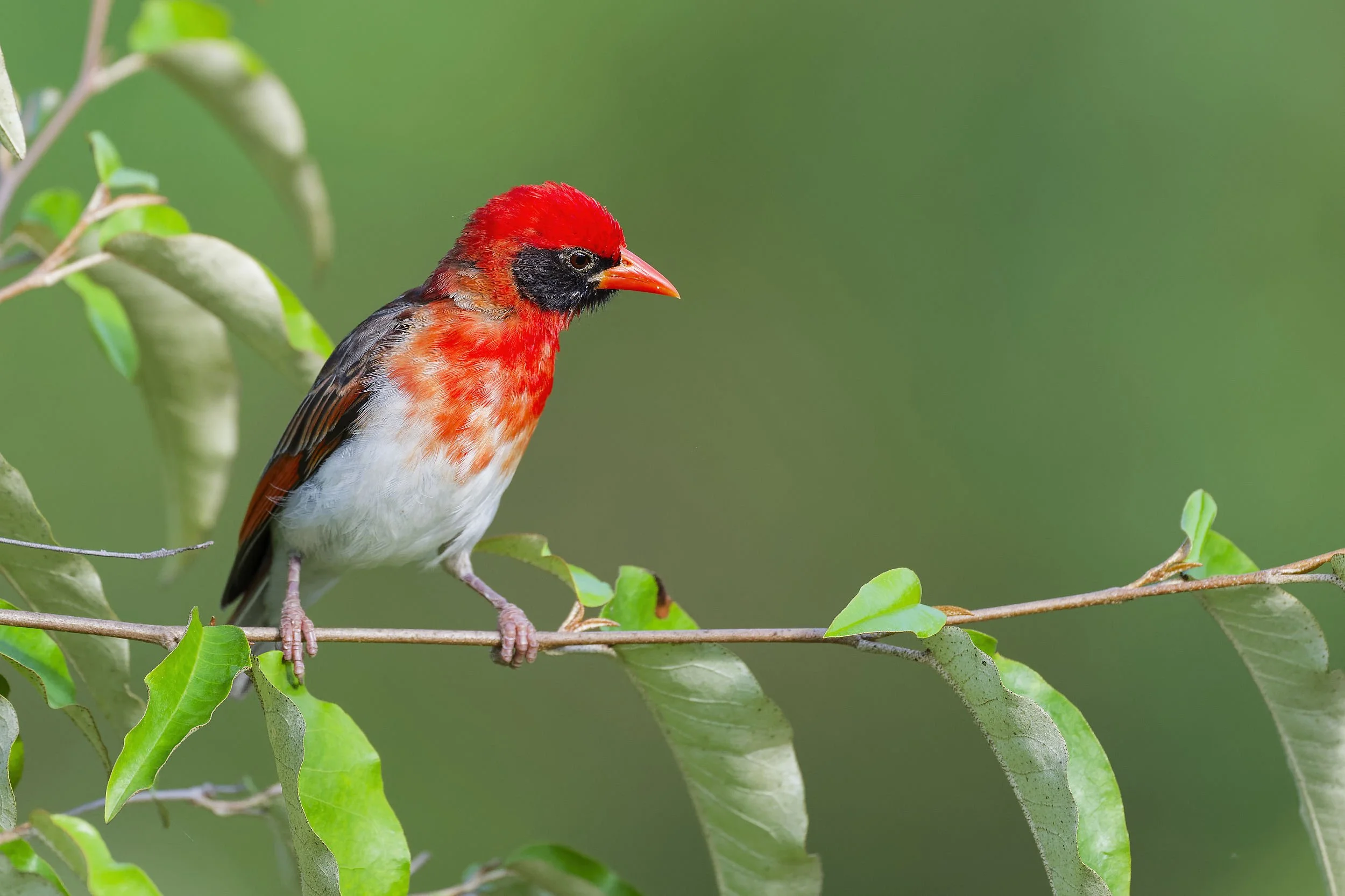 _DSC0556weaverlong tailed sliky flycatcher.jpg