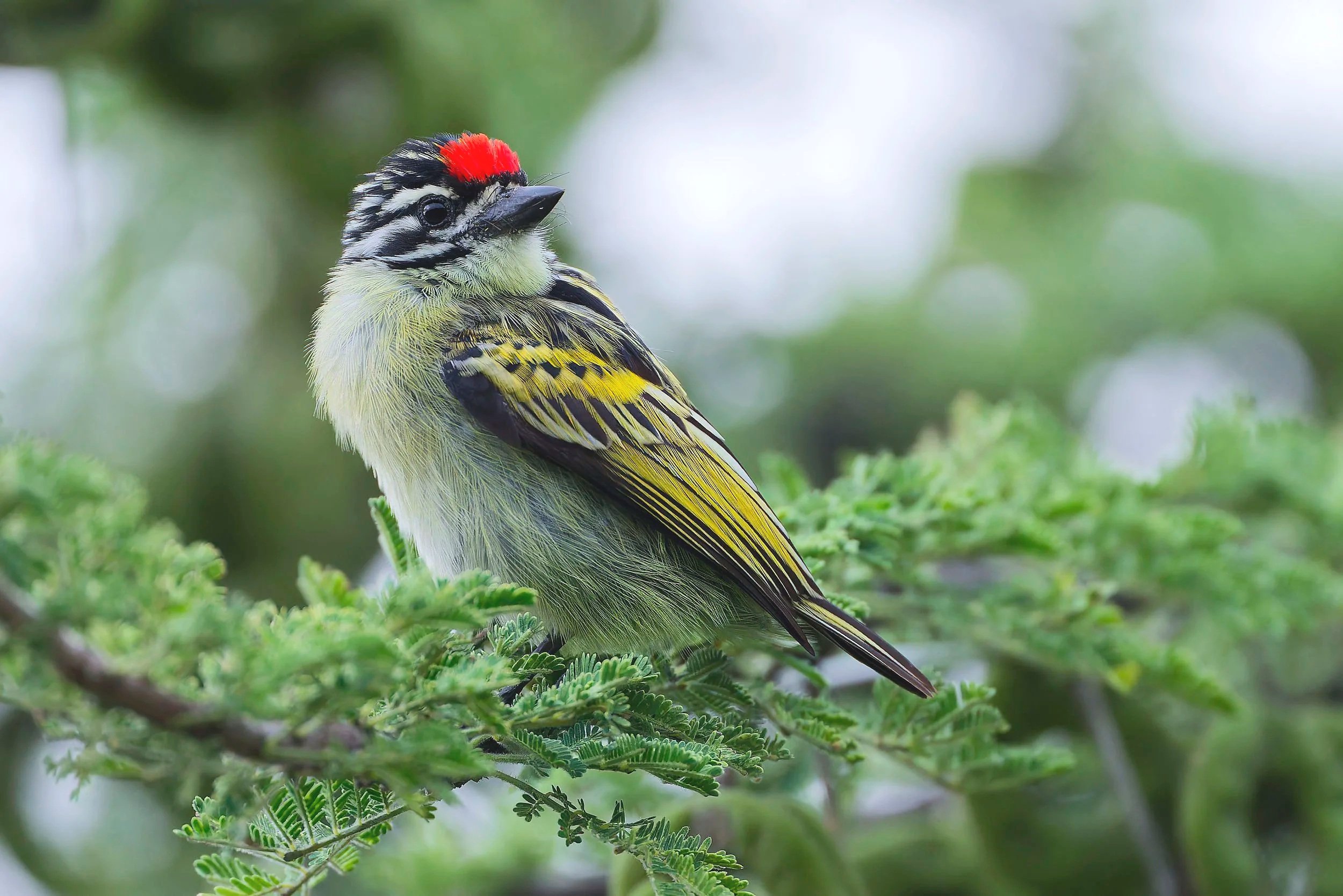 _DSC9861barbet+2long+tailed+sliky+flycatcher.jpg