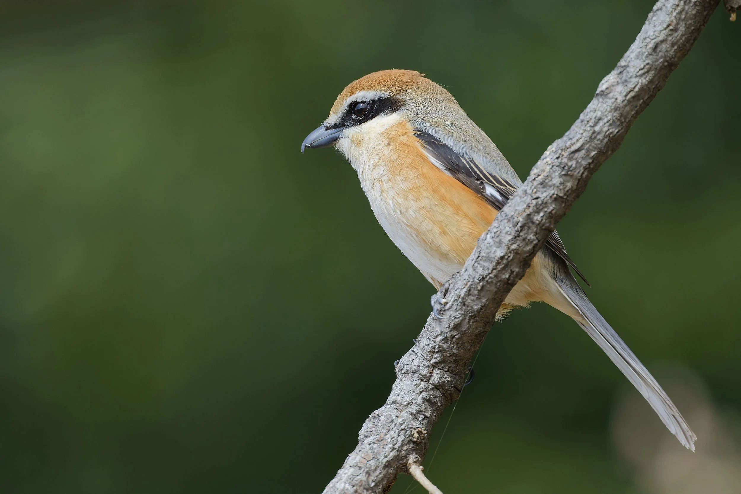 _DSC6555bull headed shrike.jpg