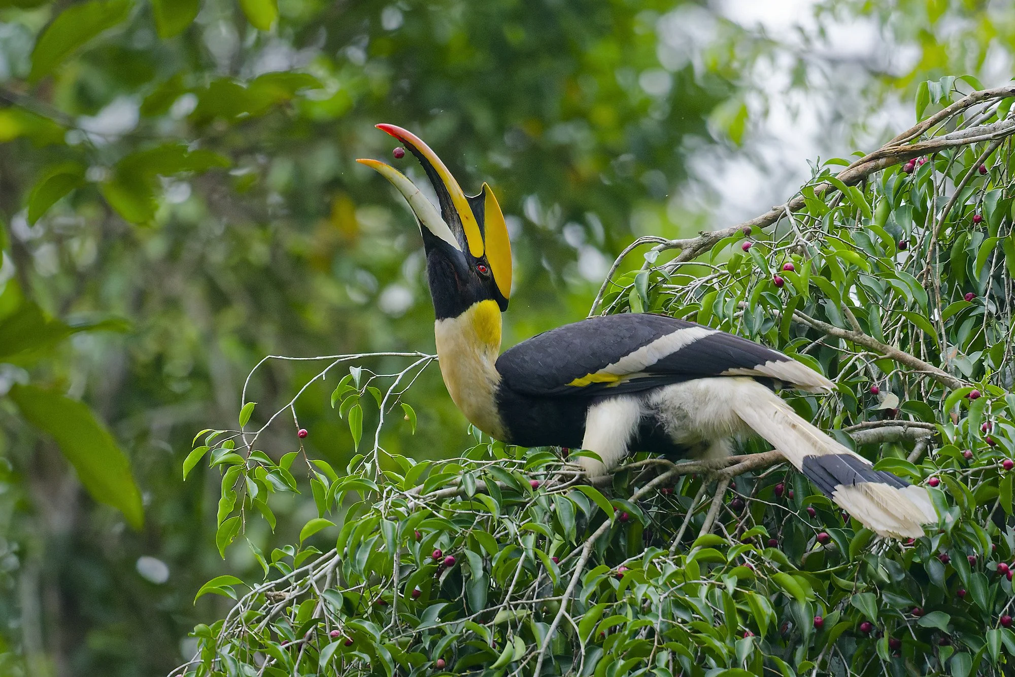 _DSC0842great hornbillgreat hornbill.jpg