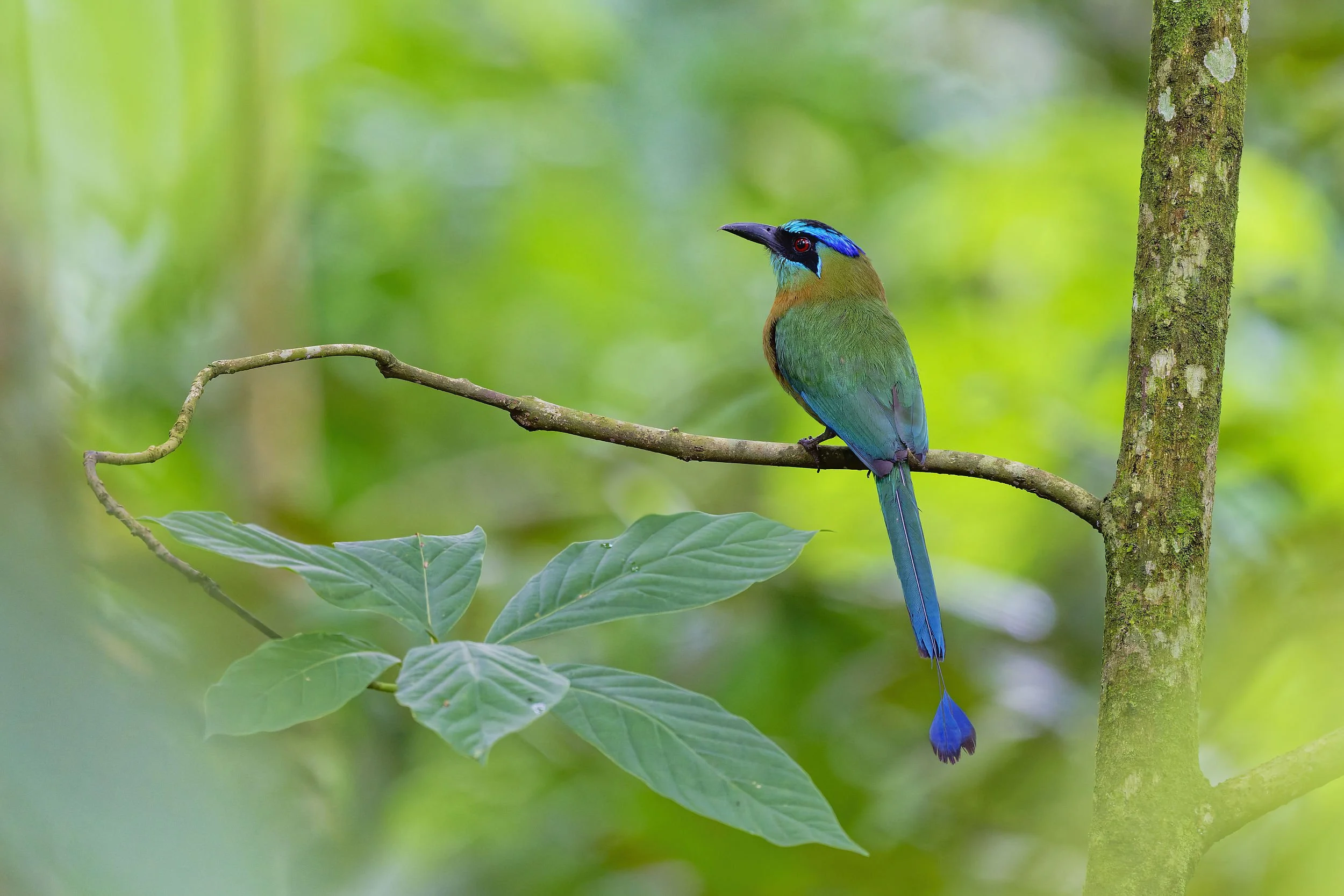 _DSC5487lessons motmotlong tailed sliky flycatcher.jpg
