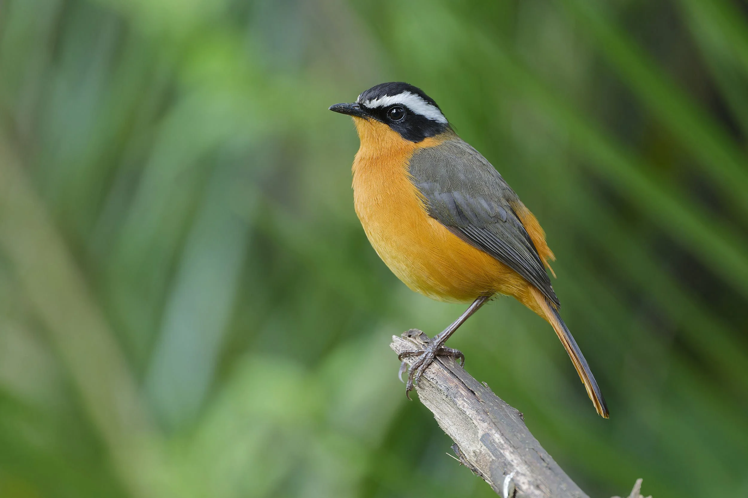 _DSC7116ruppell's chatlong tailed sliky flycatcher.jpg