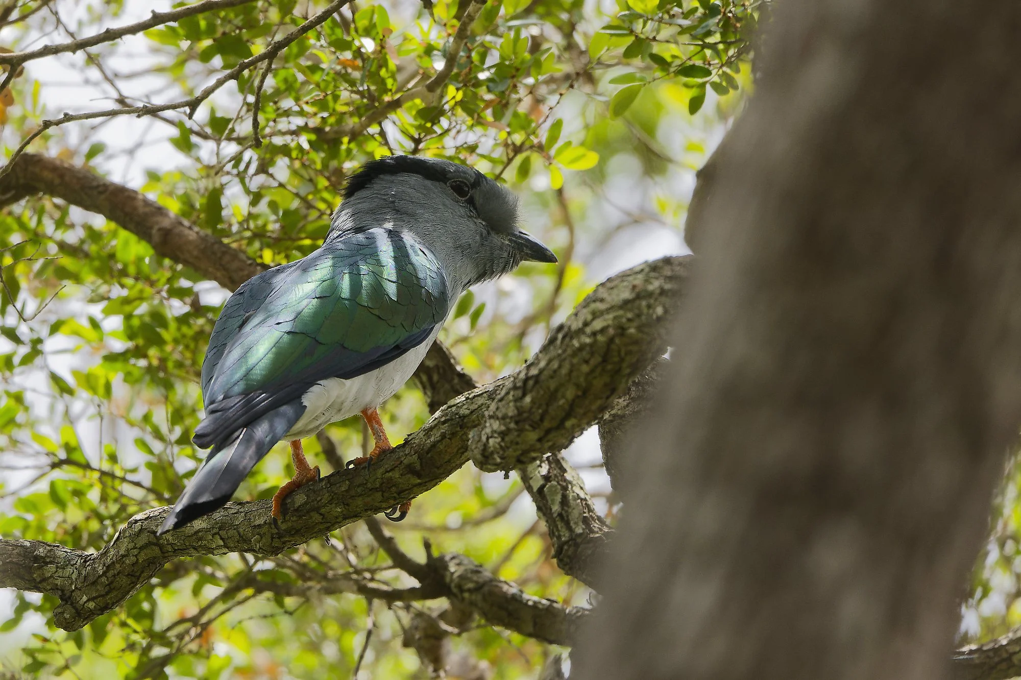 _DSC7197cuckopalebilled woodpecsker.jpg
