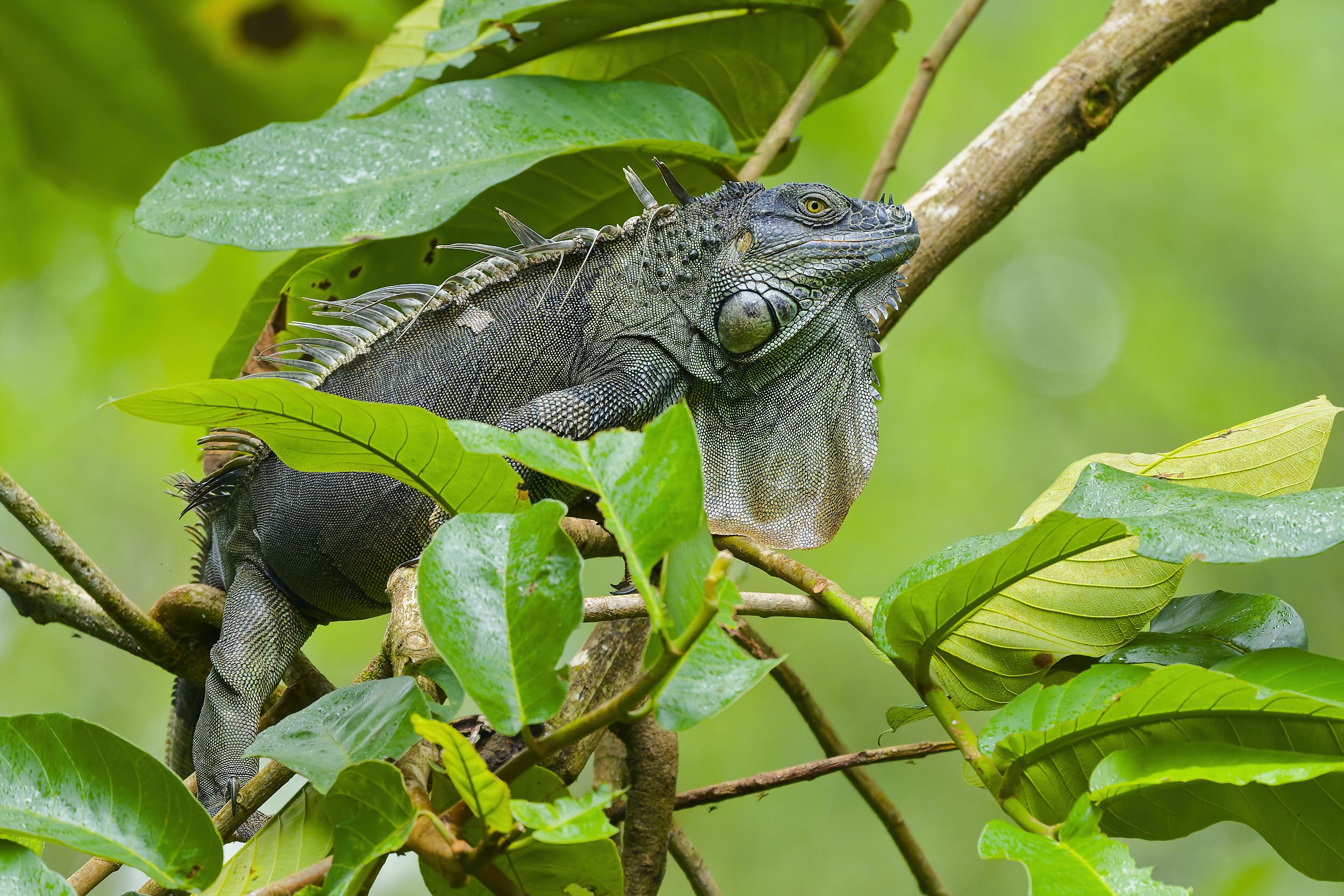 _DSC2518green iguanalong tailed sliky flycatcher.jpg