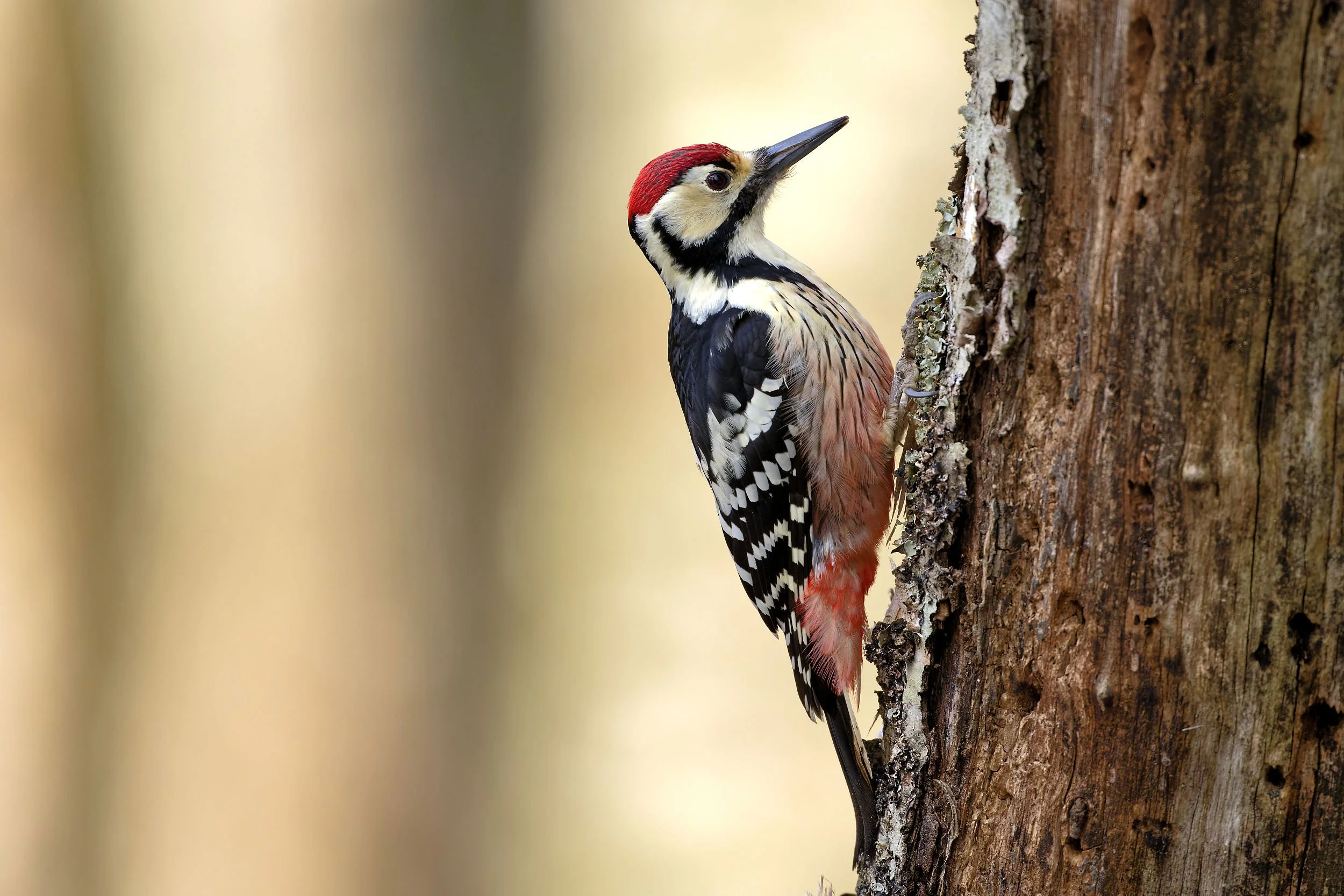 _DSC5361white backed woodpecker_01.jpg