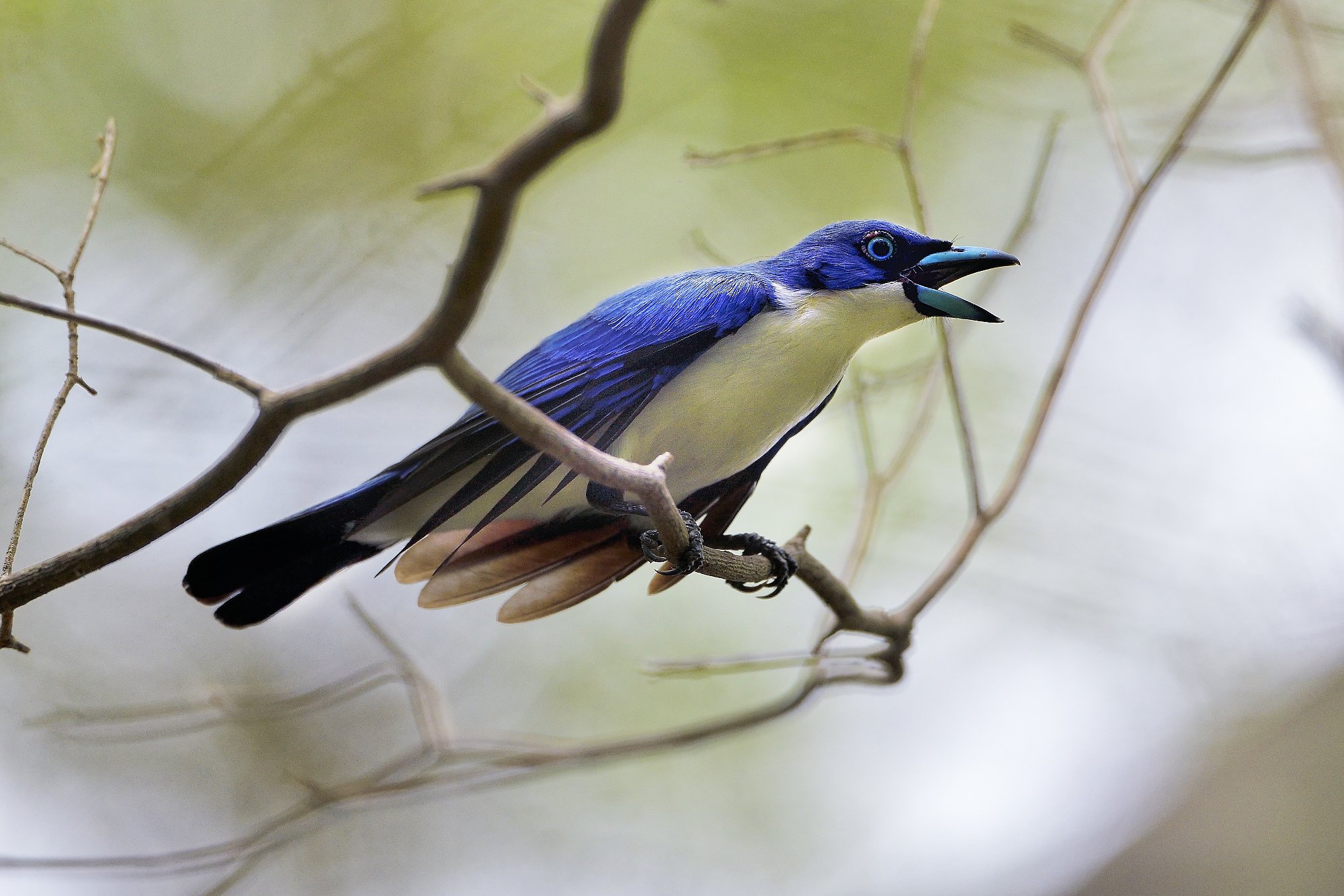 blue vangapalebilled woodpecsker.jpg