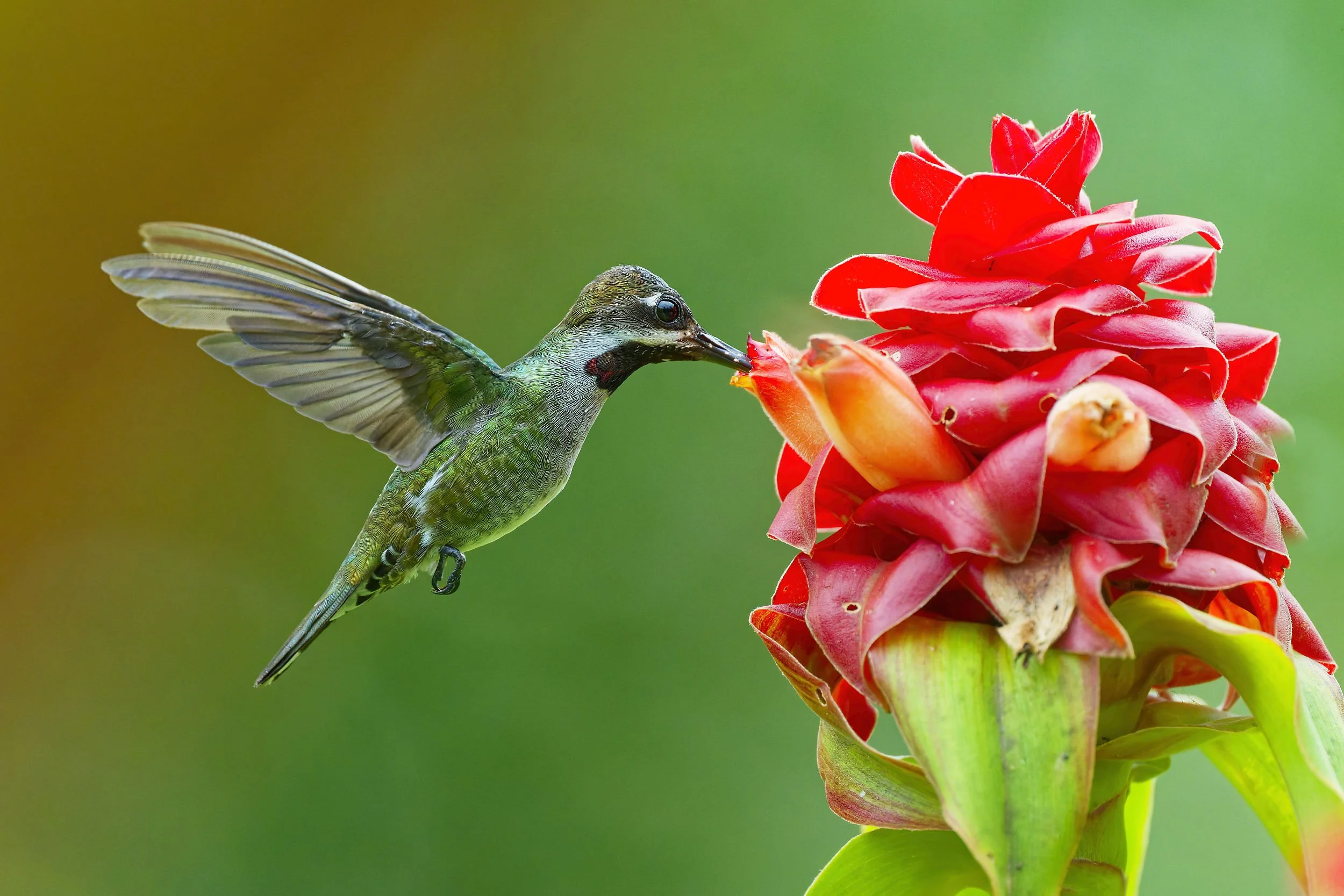 _DSC0394hummerlong tailed sliky flycatcher.jpg