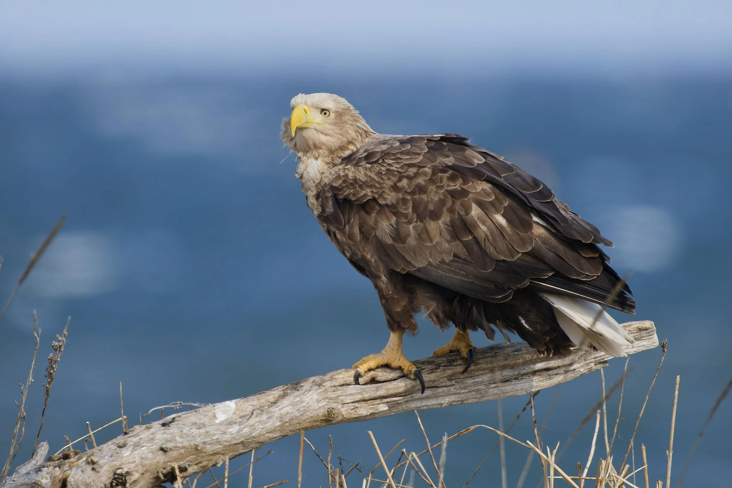 _DSC5136white tailed sea eagle_02.jpg