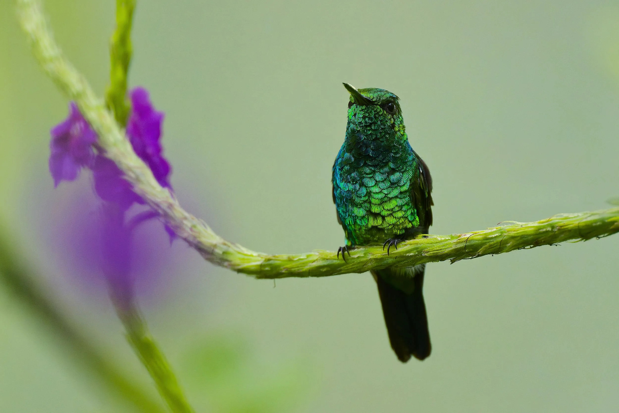 _DSC0079emeraldlong tailed sliky flycatcher.jpg