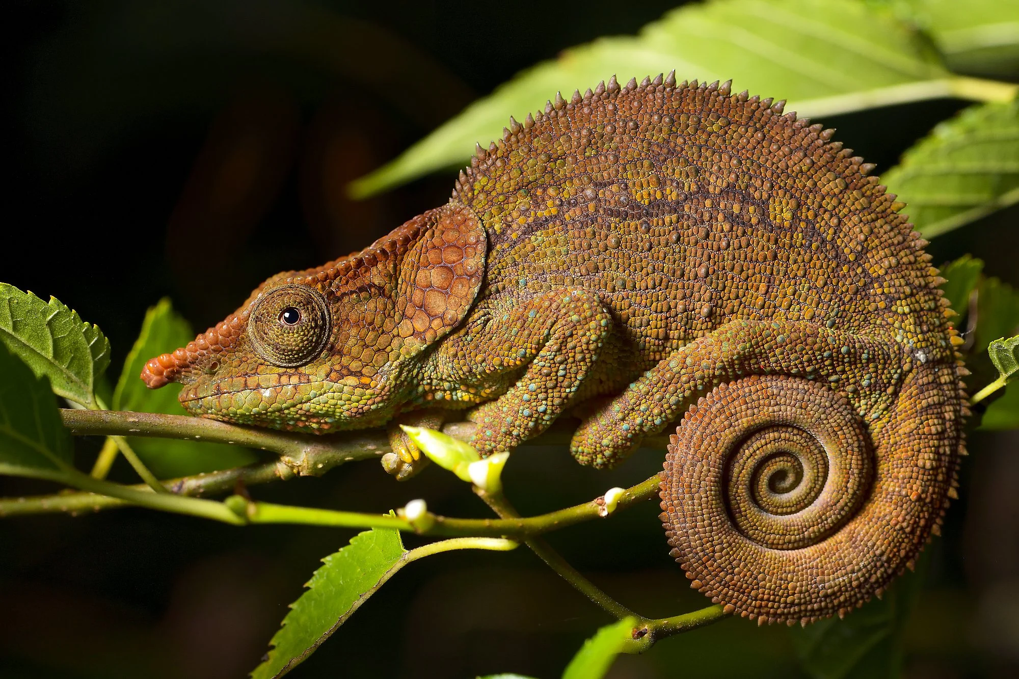 blue legged chameleonpalebilled woodpecsker.jpg