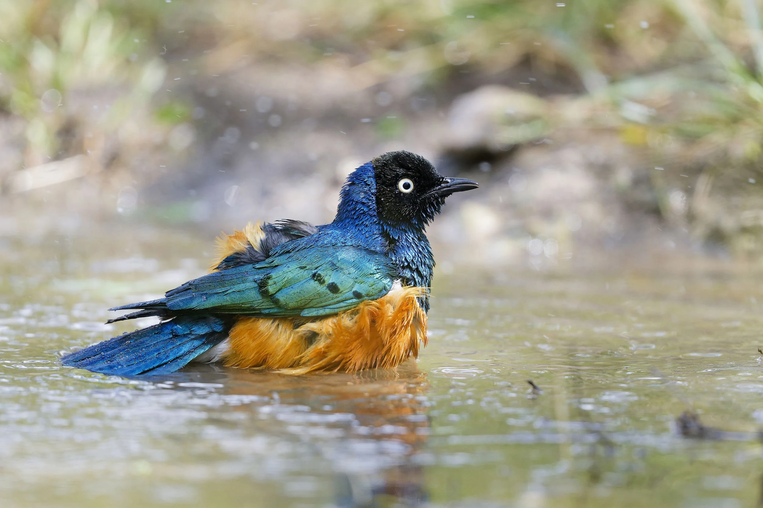 _DSC1727superb starling_01long tailed sliky flycatcher.jpg