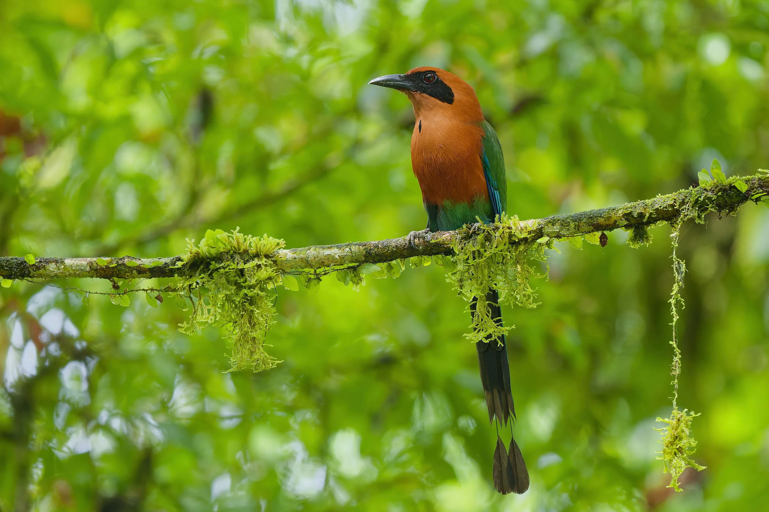 _DSC2791rufous motmotlong tailed sliky flycatcher.jpg