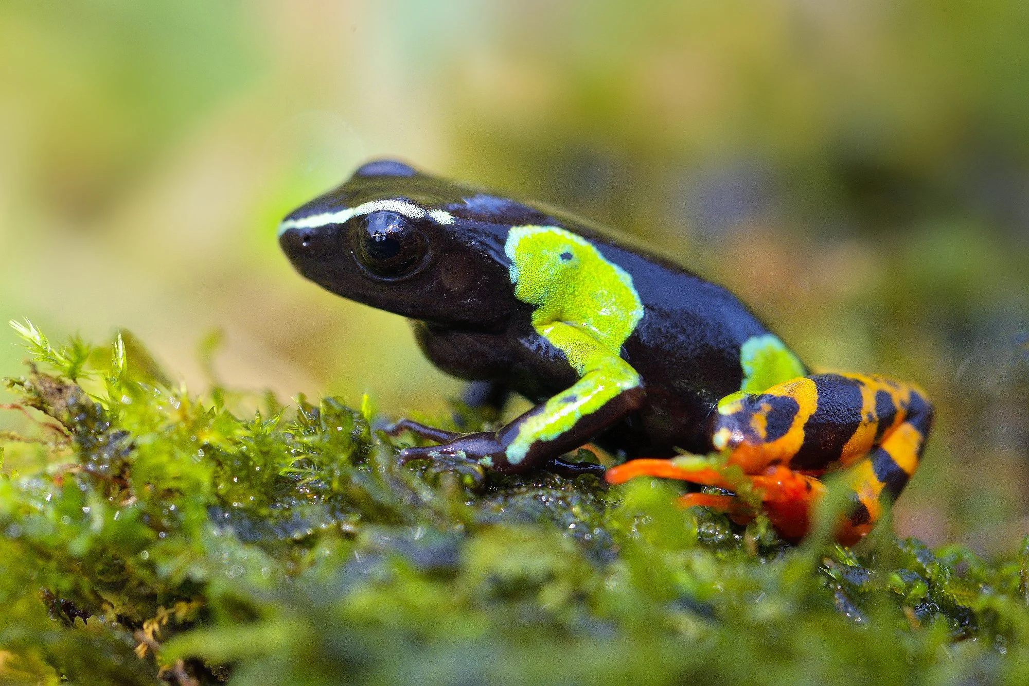 frog sp 3palebilled woodpecsker.jpg