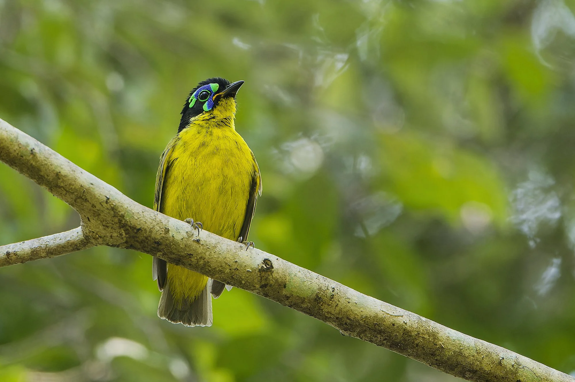 _DSC3575asitypalebilled woodpecsker.jpg