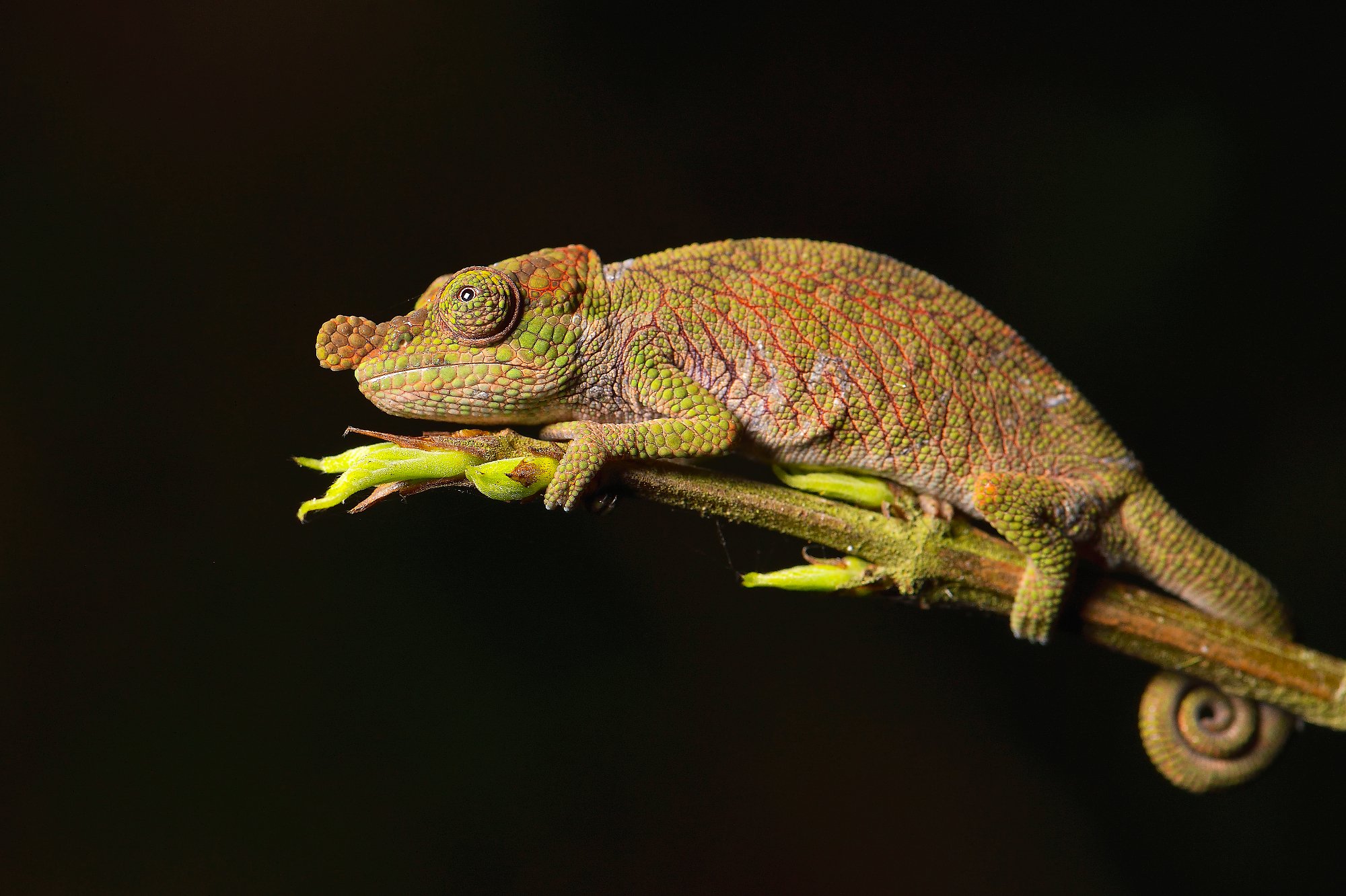 cameleon sp 3palebilled woodpecsker.jpg