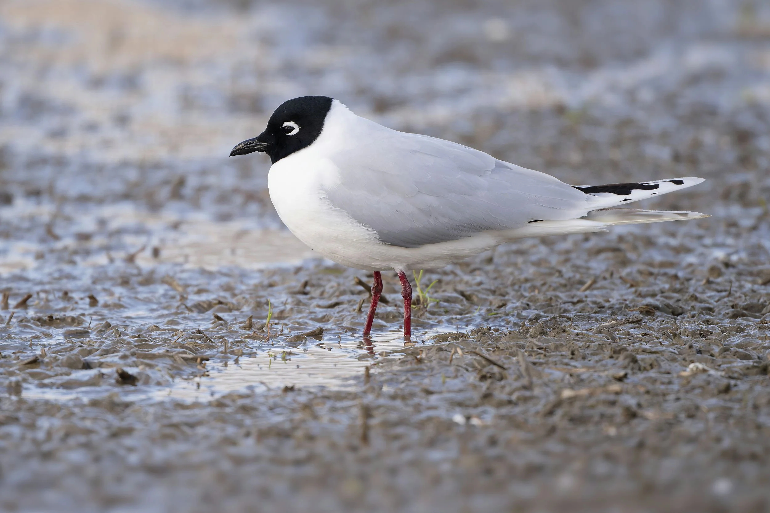 _DSC2128saunder's gull_01.jpg