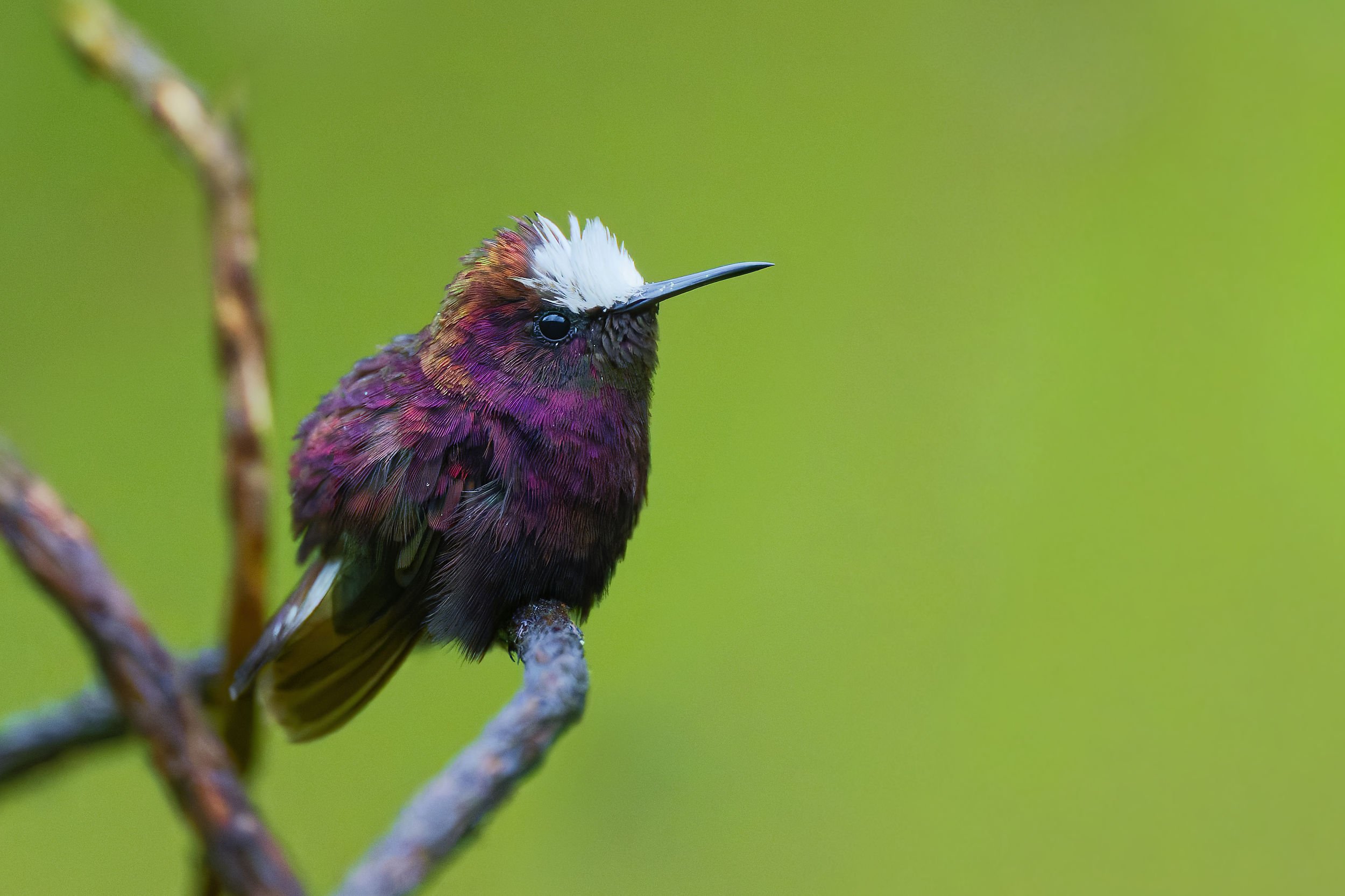 _DSC6881snowcap10long tailed sliky flycatcher.jpg
