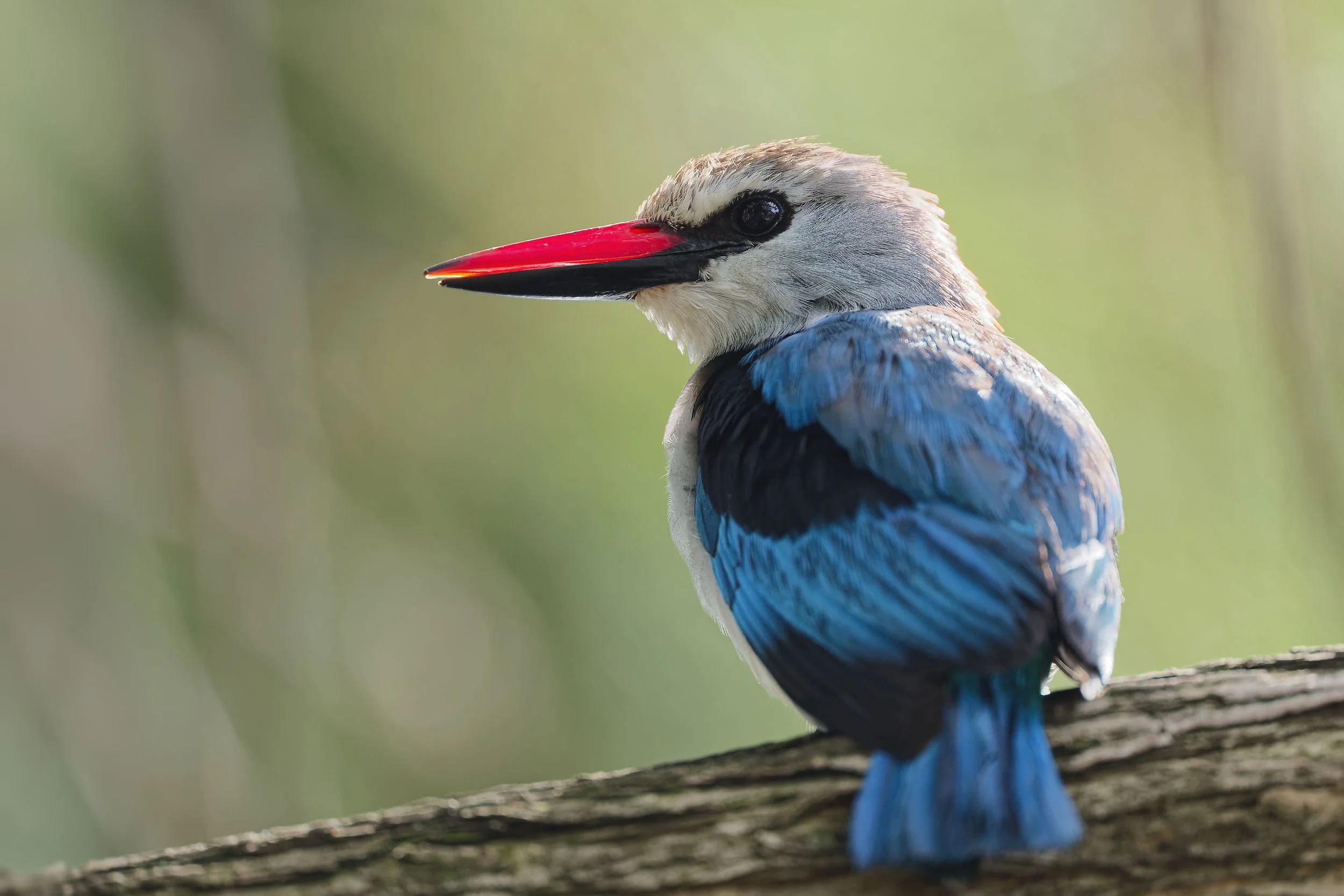 _DSC3762woodland kingfisherlong tailed sliky flycatcher.jpg