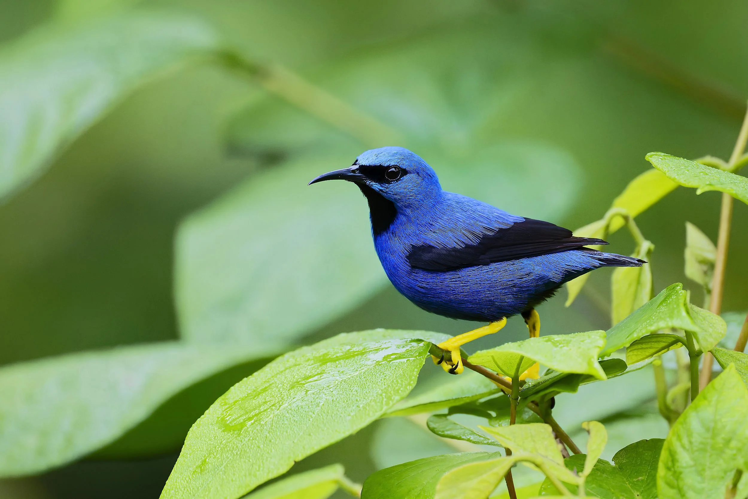 _DSC1757honeycreeper bislong tailed sliky flycatcher.jpg