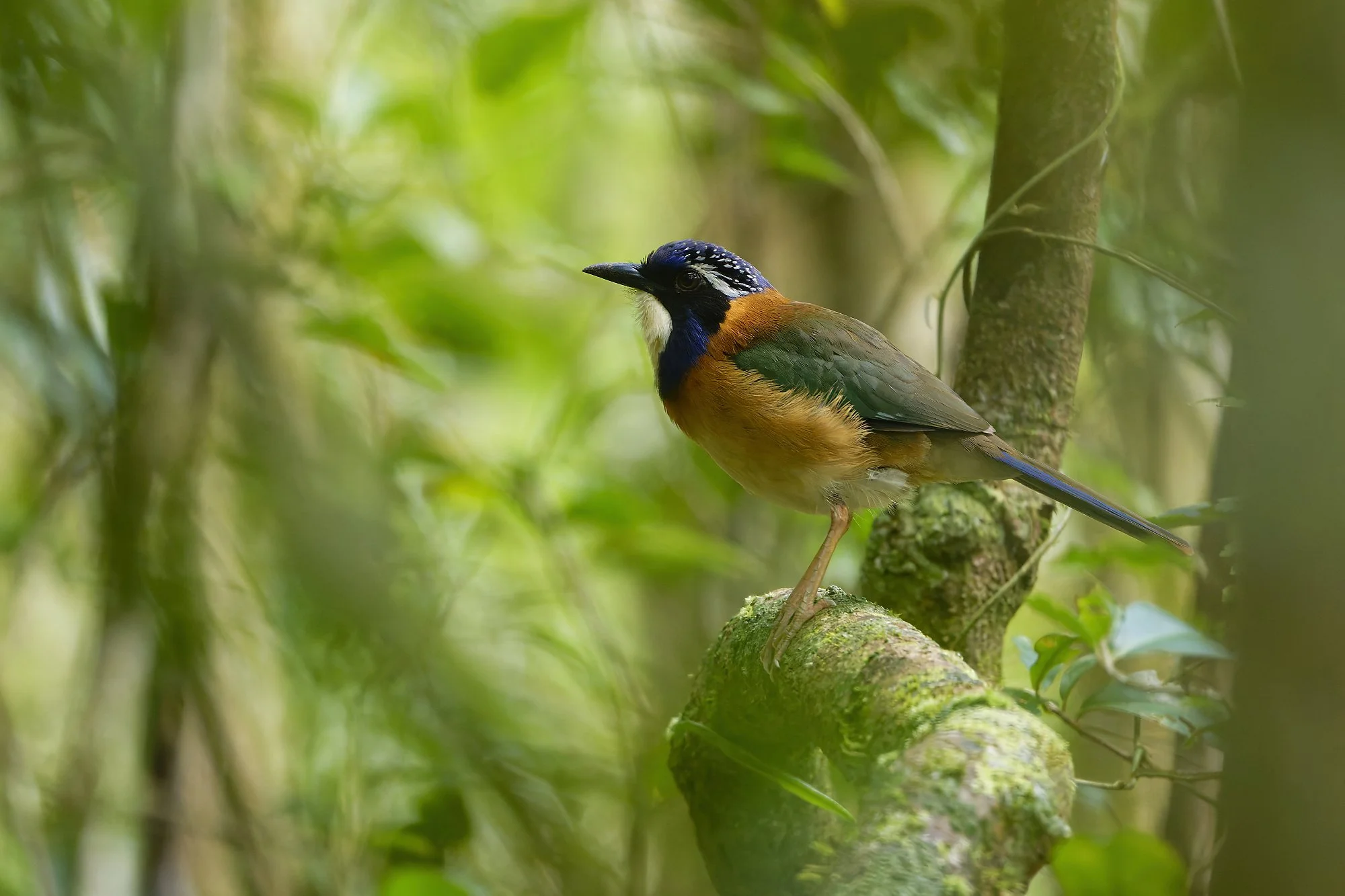 _DSC3440ground roller2palebilled woodpecsker.jpg