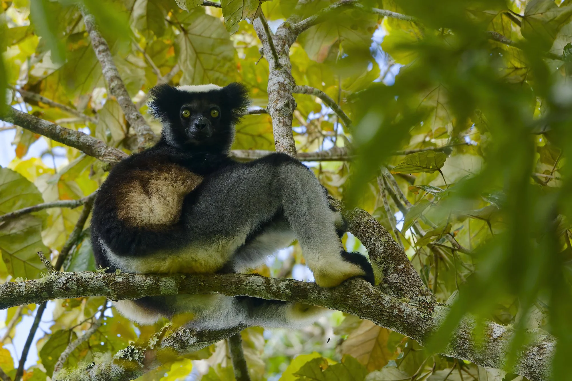 _DSC3675lemurpalebilled woodpecsker.jpg