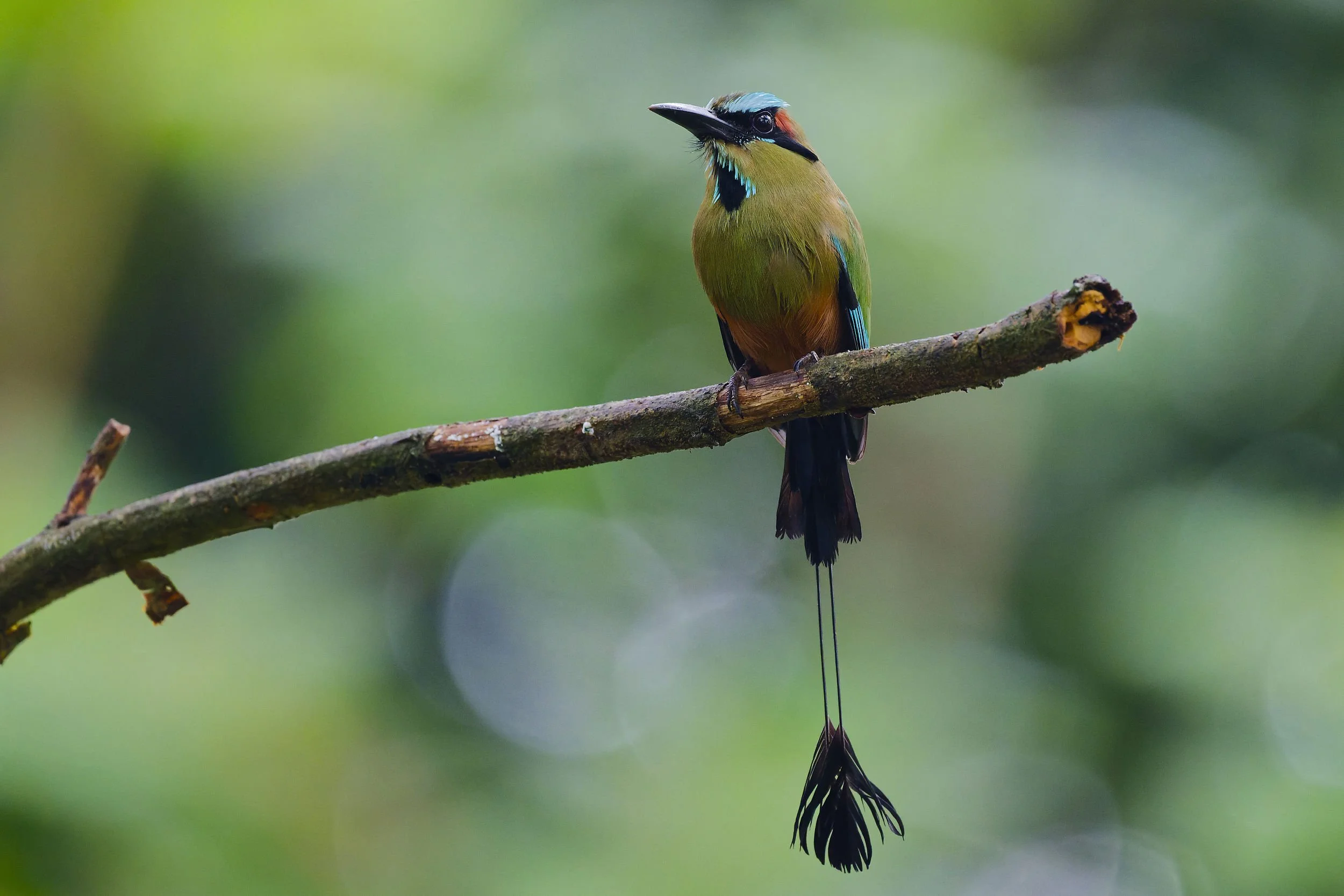 _DSC0453motmot3long tailed sliky flycatcher.jpg