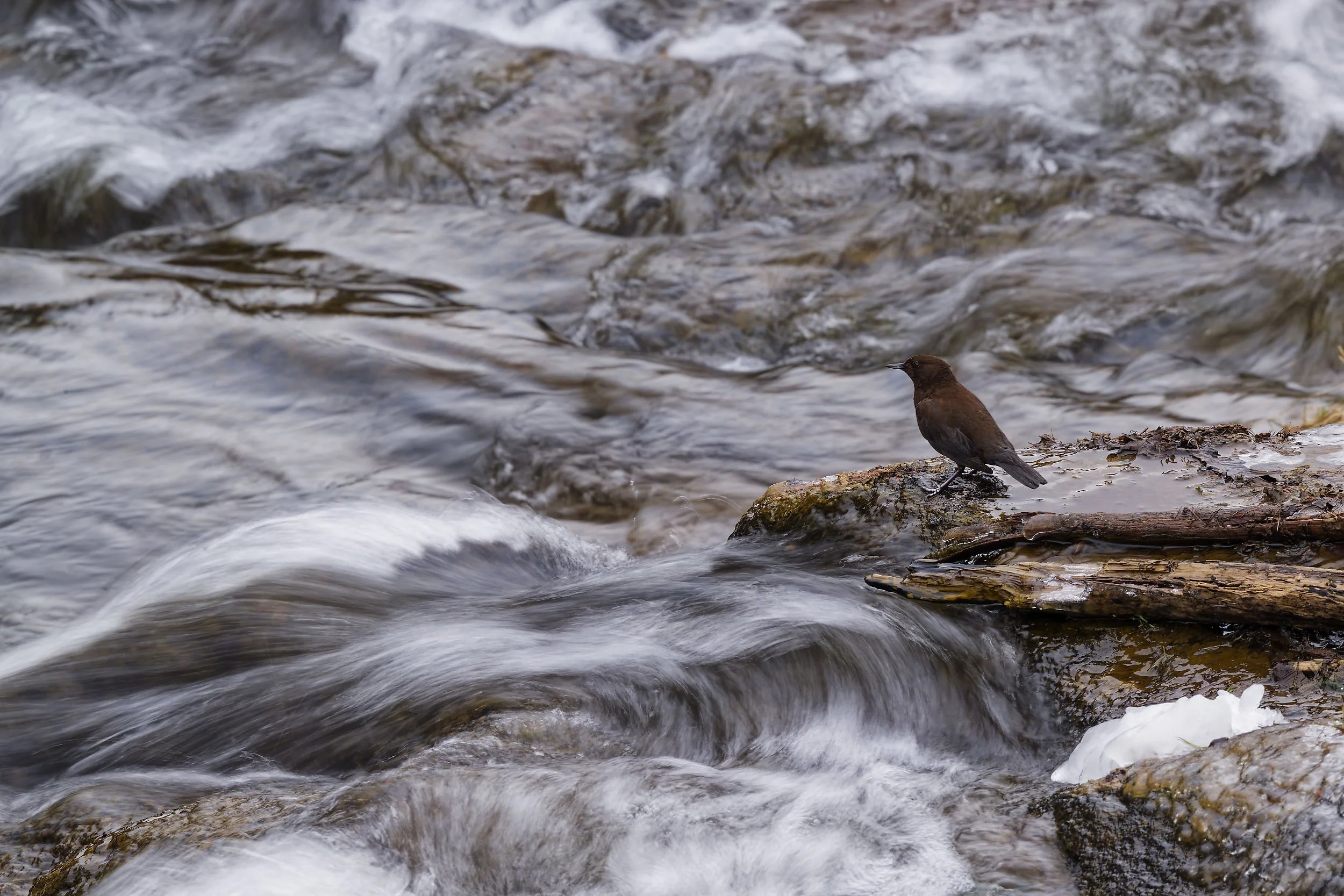 _DSC8696brown dipper_01.jpg