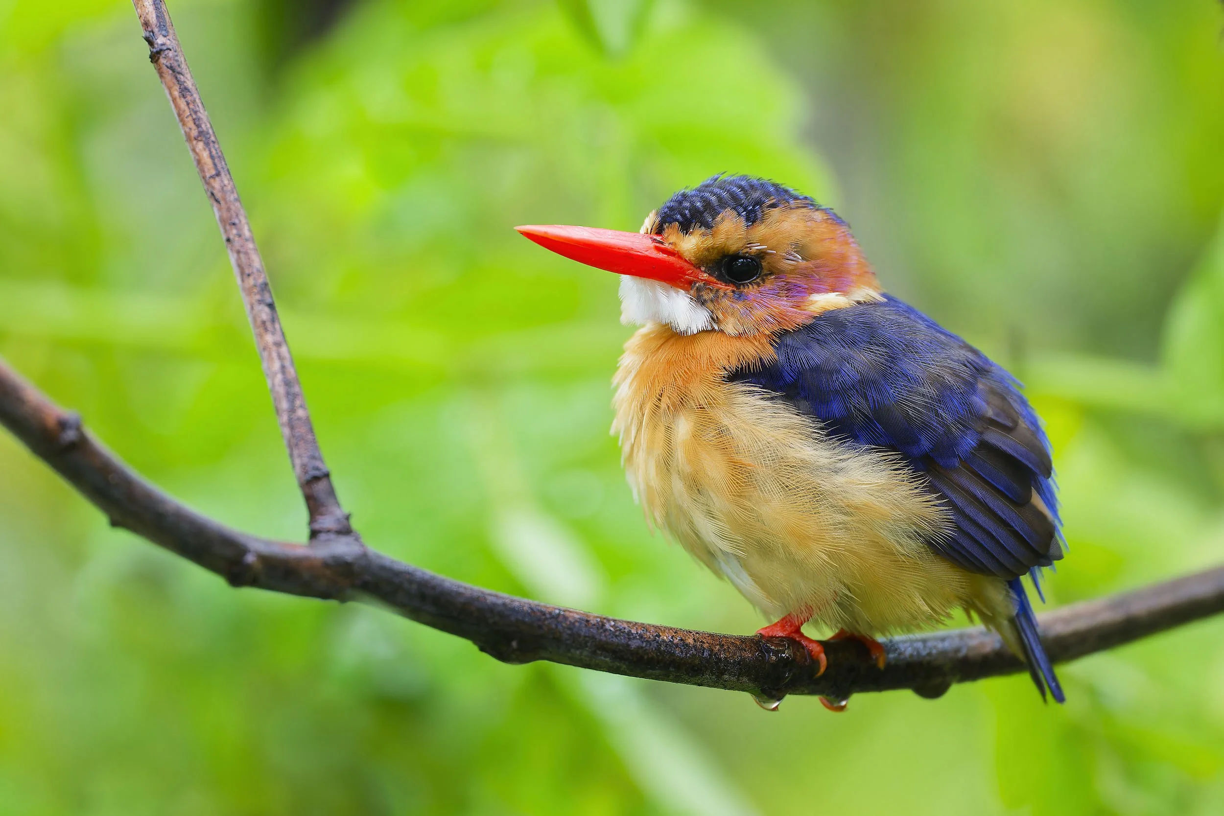 _DSC4183pygmy kingfisherlong tailed sliky flycatcher.jpg