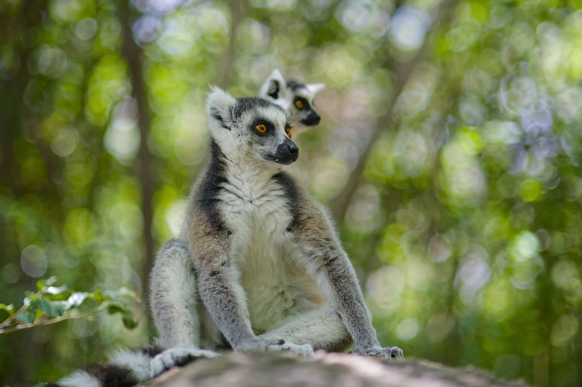 _DSC9562lemur 3palebilled woodpecsker.jpg